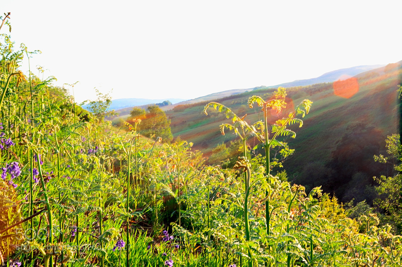 Canon EOS 77D (EOS 9000D / EOS 770D) sample photo. The campsies, scotland photography