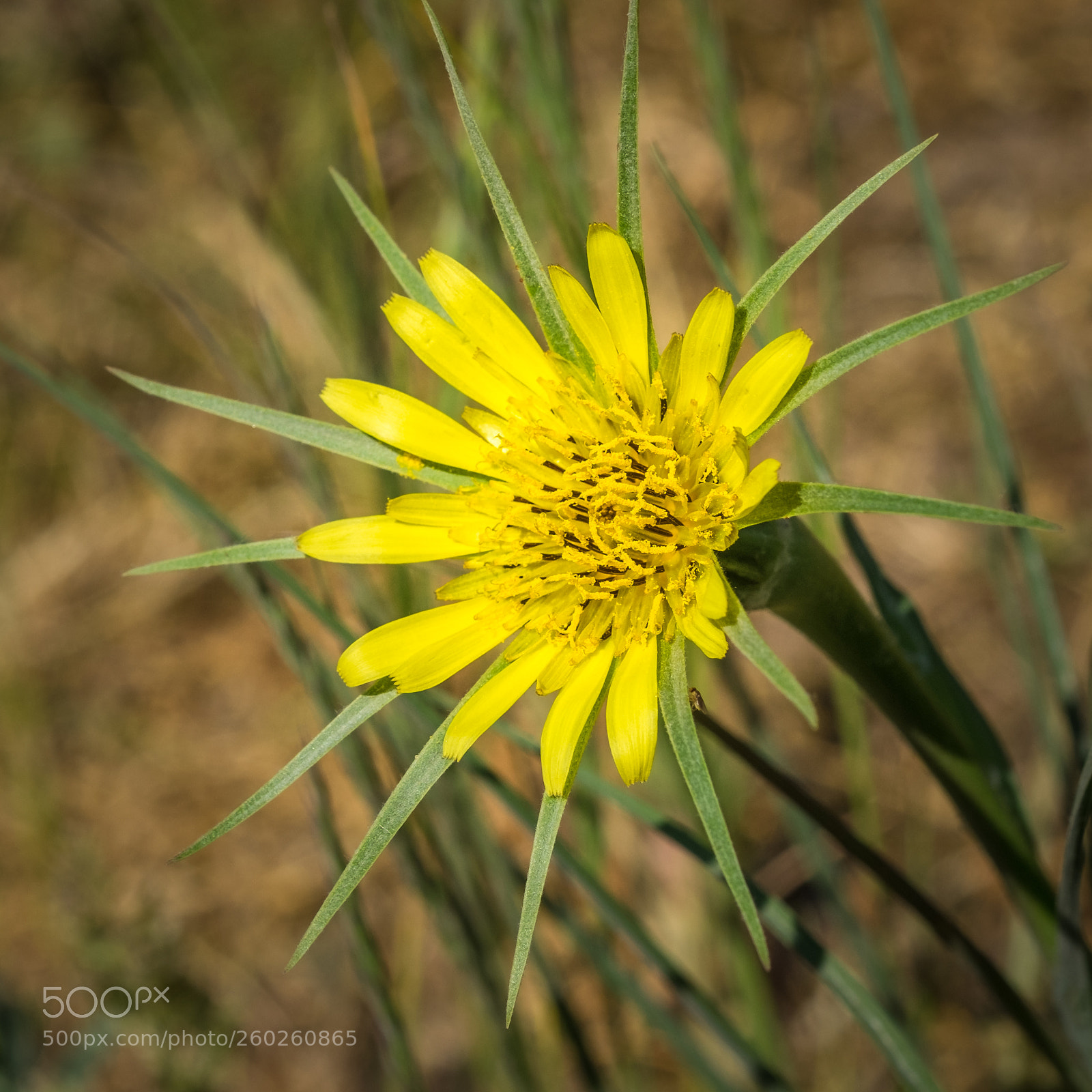 Fujifilm X-T1 sample photo. Gro er bocksbart tragopogon photography