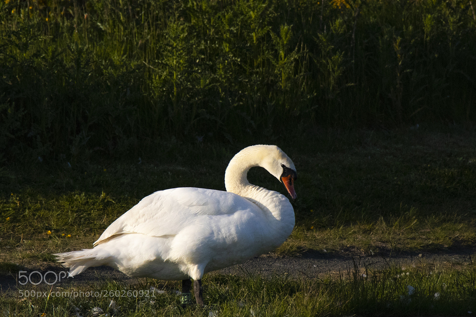 Canon EOS 80D sample photo. Swan photography
