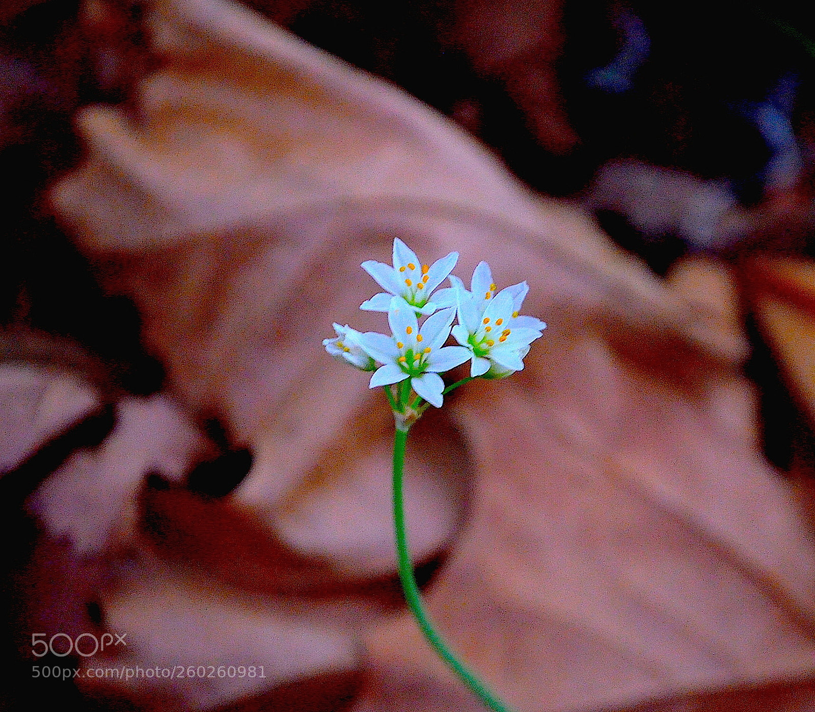 Nikon D5100 sample photo. Untitled photography