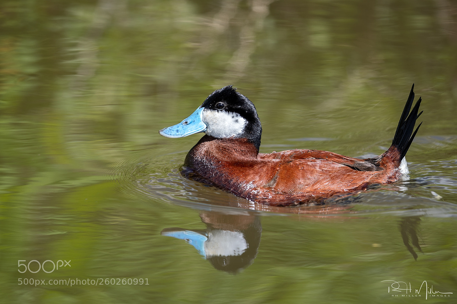 Canon EOS-1D X Mark II sample photo. Cartoon duck photography