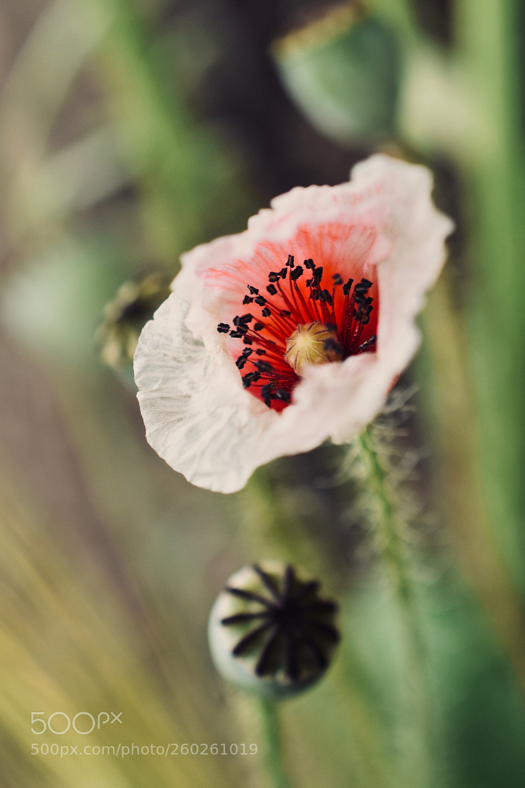 Nikon D5600 sample photo. Fading photography
