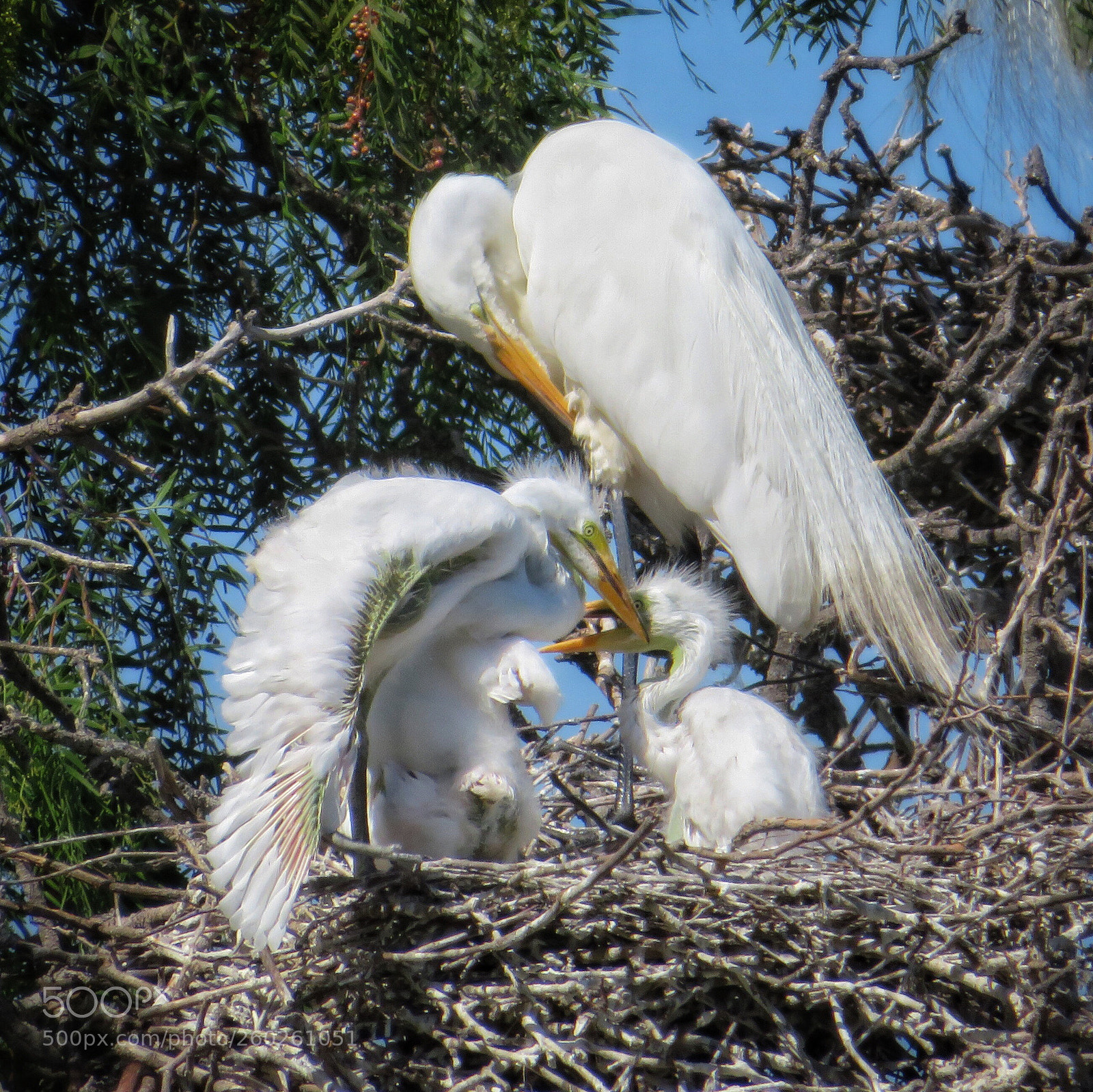 Canon PowerShot SX720 HS sample photo. Wing stretching  photography