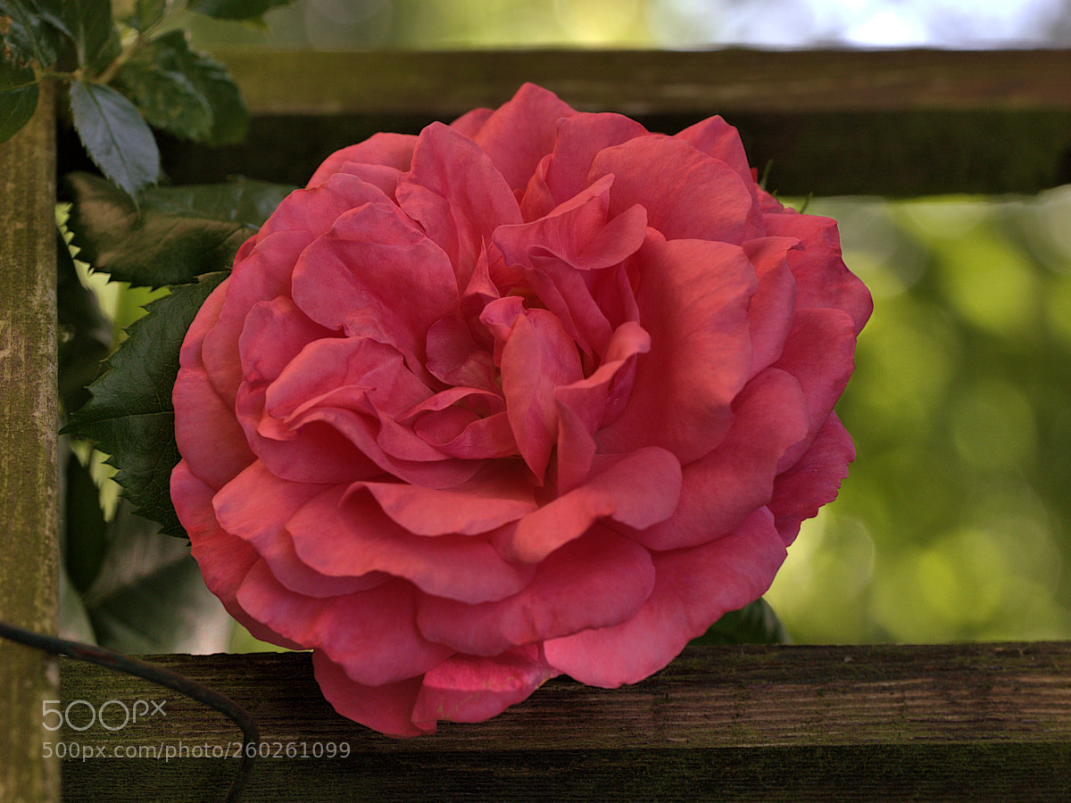 Canon EOS 6D sample photo. Red rose in an photography