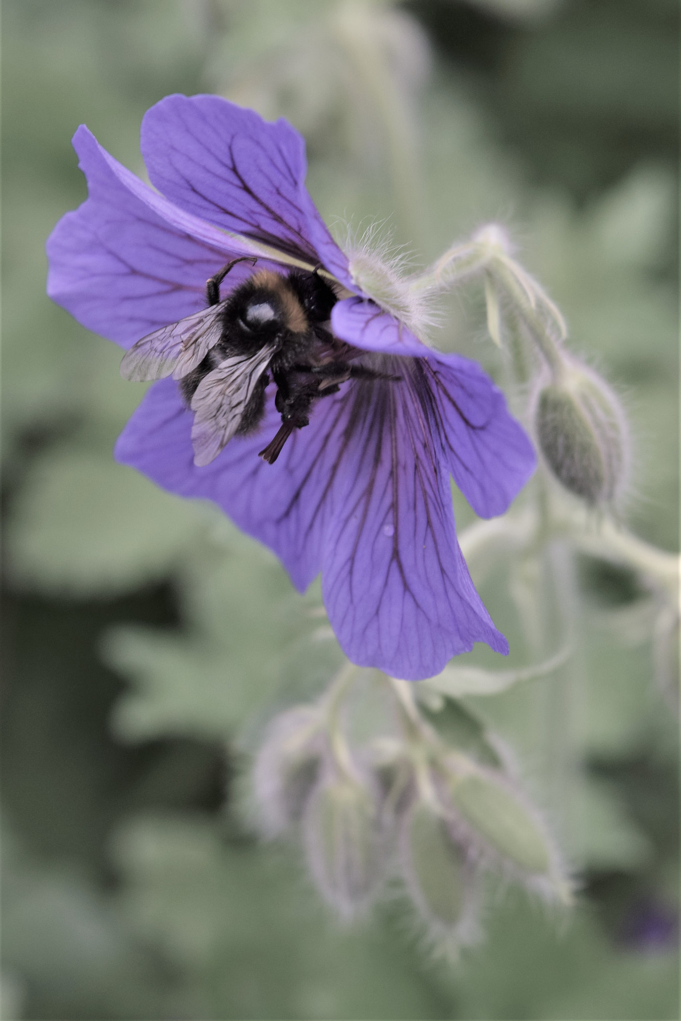 Nikon D5300 sample photo. Bee on purple flower photography