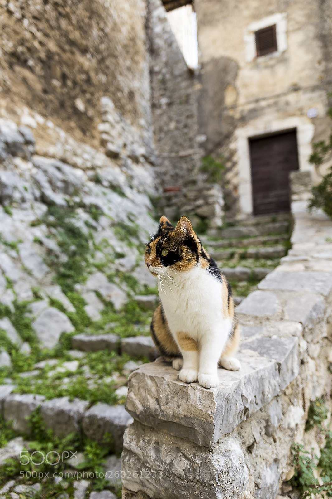 Canon EOS 6D sample photo. Gatto di labro photography