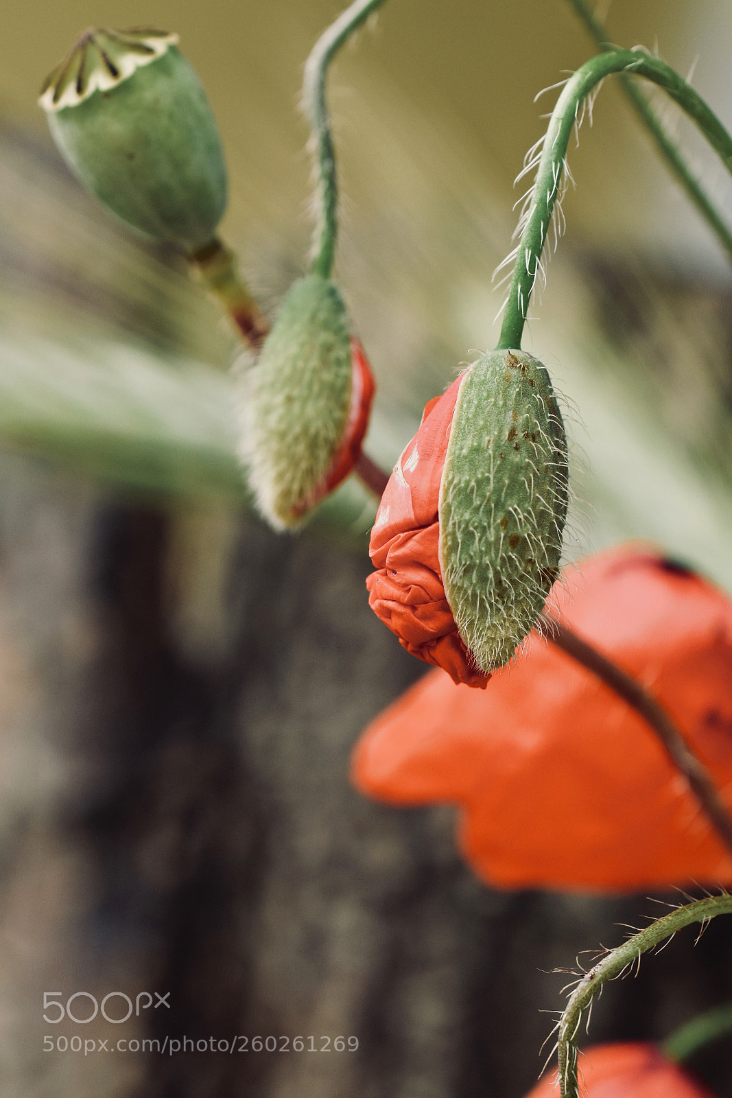 Nikon D5600 sample photo. Stages of life photography