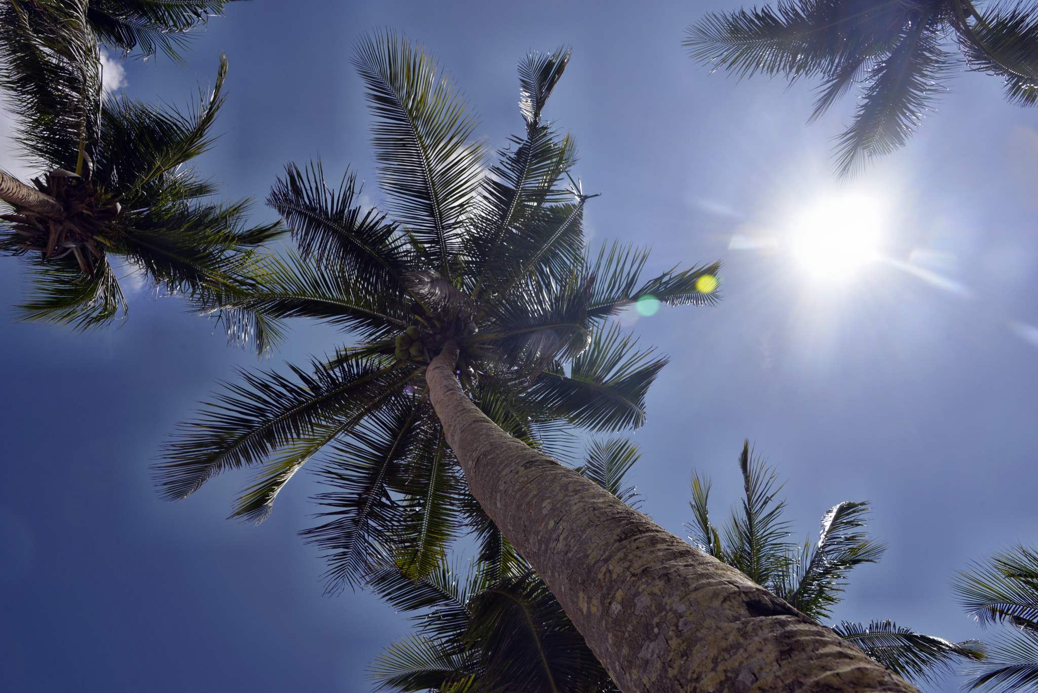 Nikon D610 sample photo. Palm trees photography