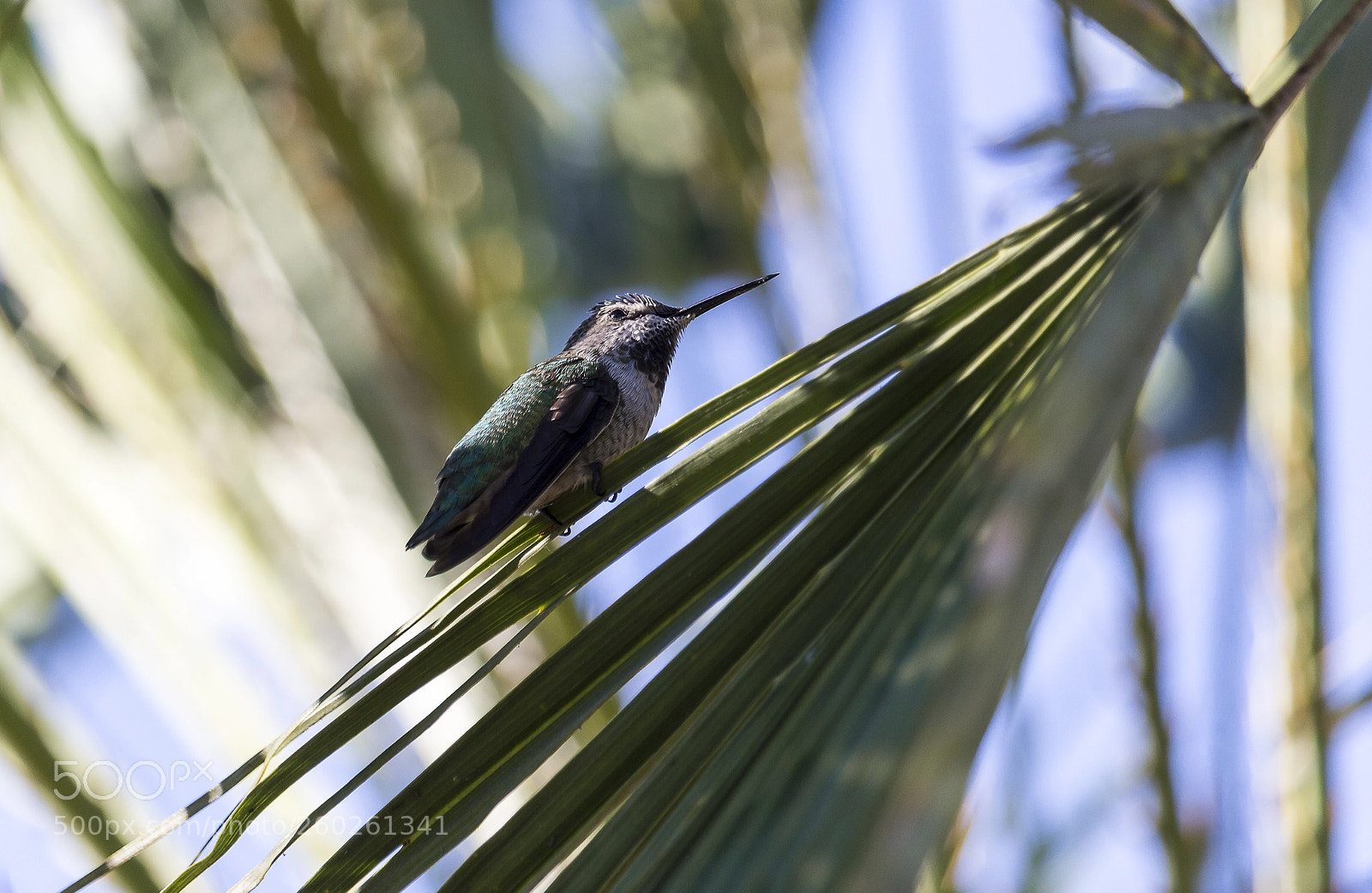 Canon EOS 100D (EOS Rebel SL1 / EOS Kiss X7) sample photo. Hummingbird photography