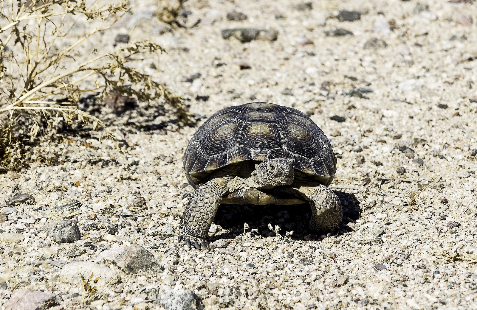 Canon EOS 100D (EOS Rebel SL1 / EOS Kiss X7) sample photo. Desert turtle photography