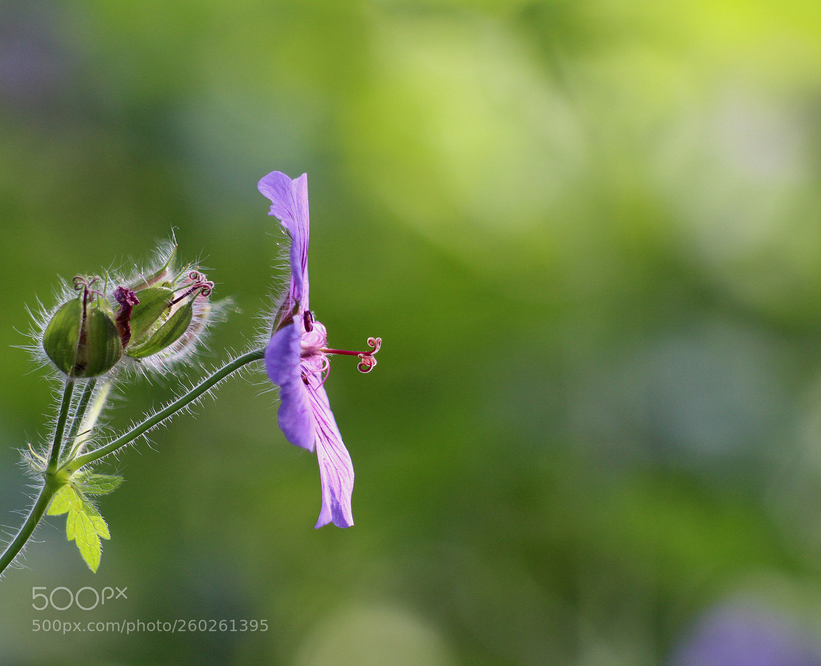 Canon EOS 700D (EOS Rebel T5i / EOS Kiss X7i) sample photo. 20180531 photography