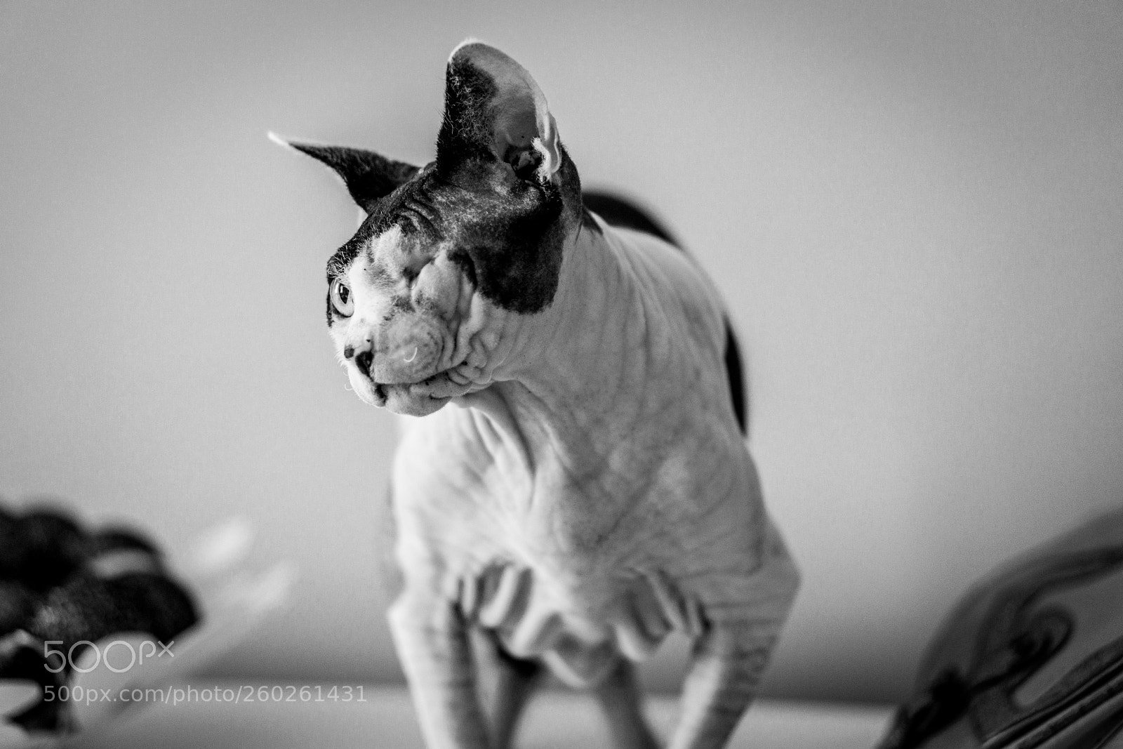 Sony a6000 sample photo. Sphinx photography