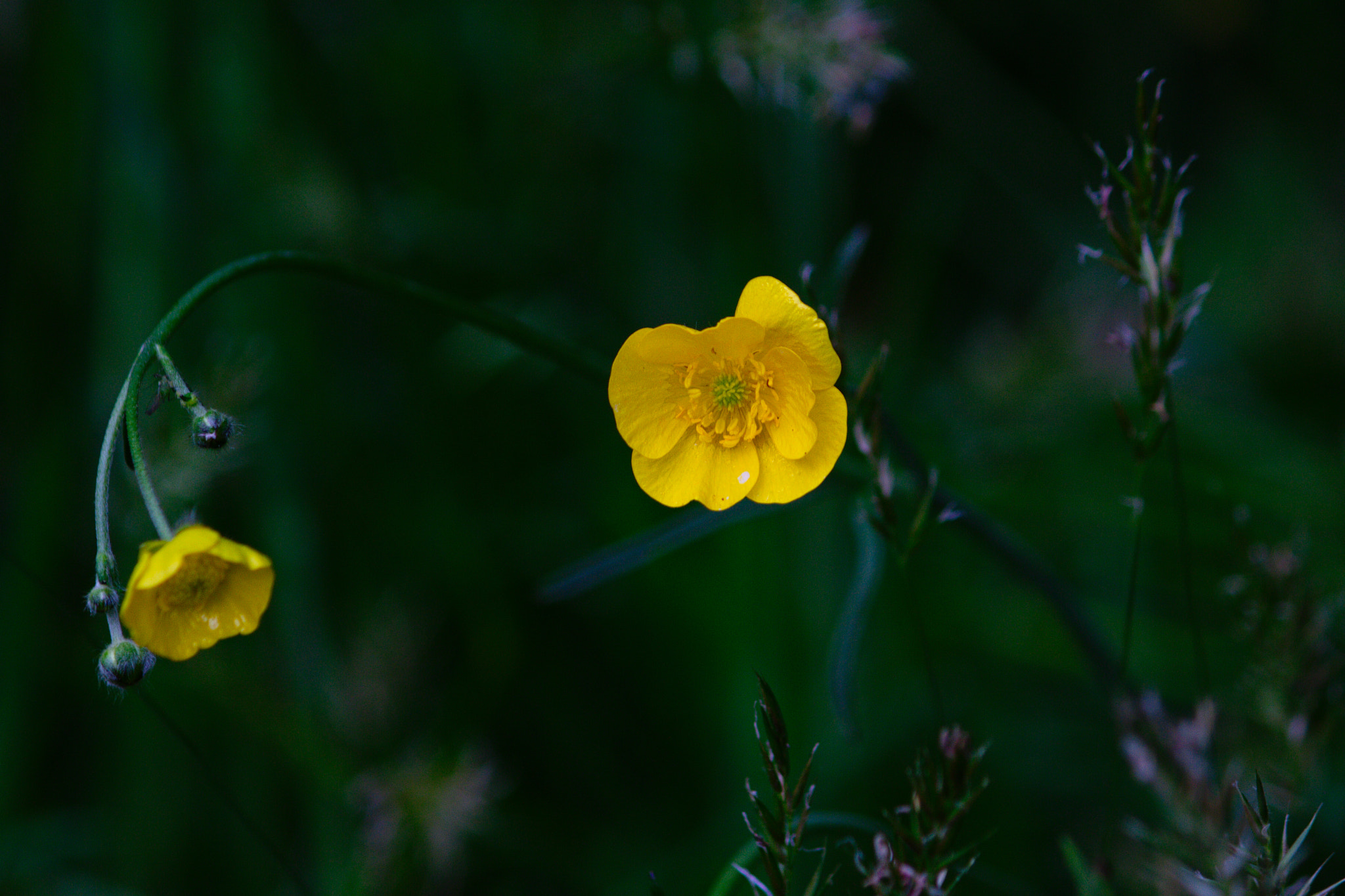 Canon EF-S 55-250mm F4-5.6 IS II sample photo. ... photography