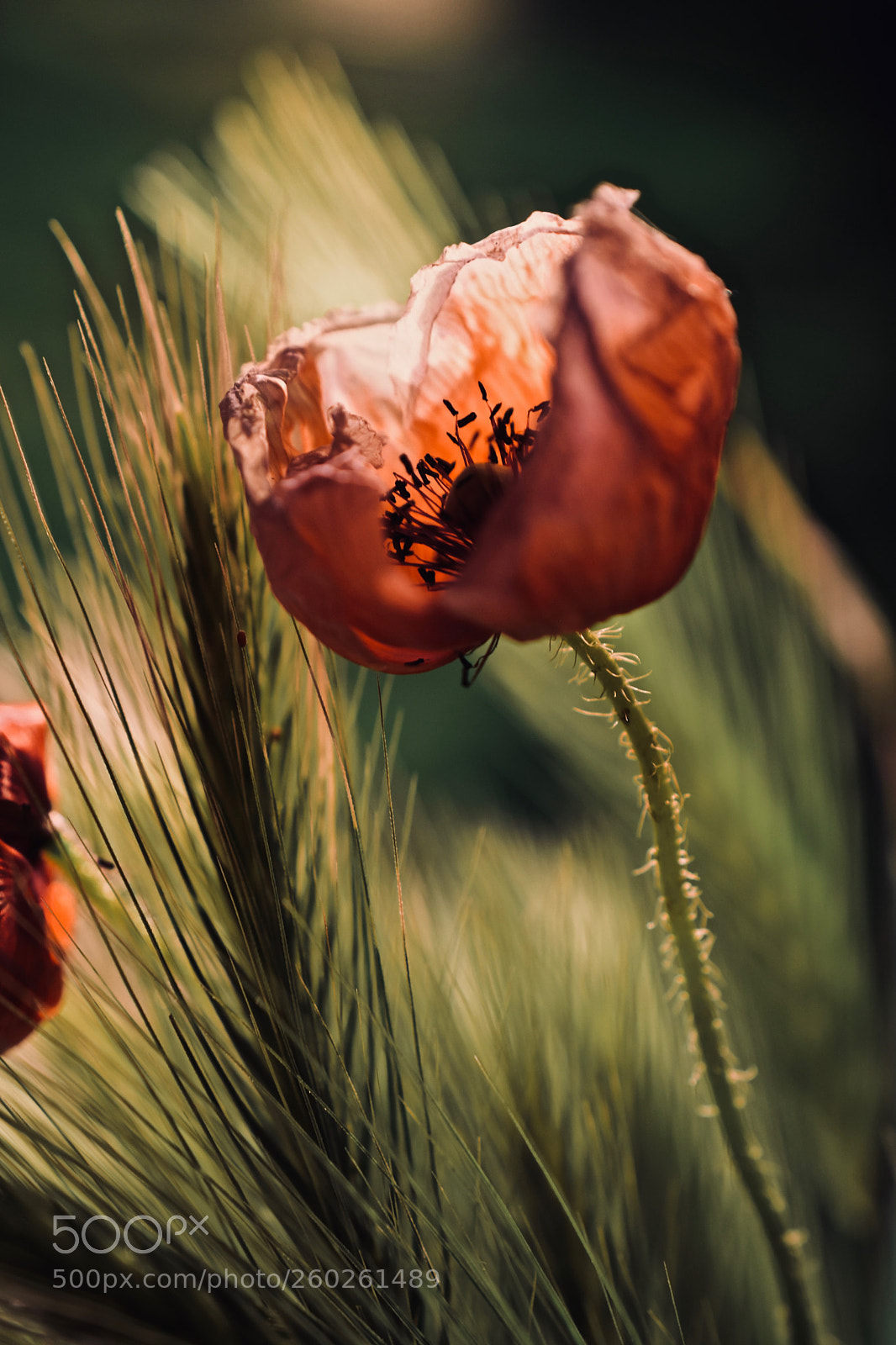 Nikon D5600 sample photo. Falling asleep photography