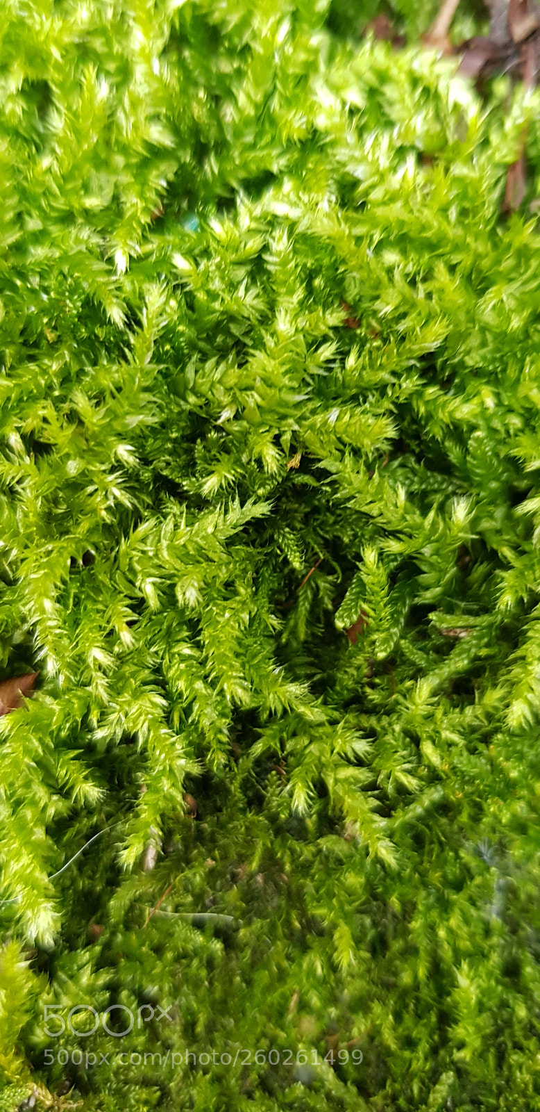 Samsung Galaxy S8 sample photo. Tiny forest photography