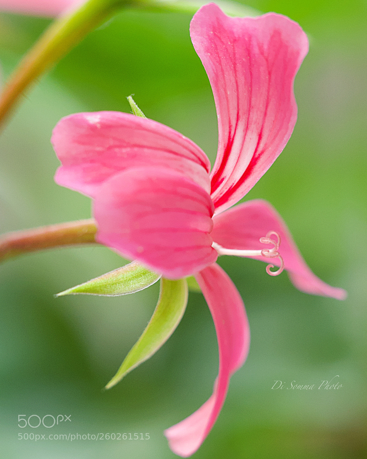 Panasonic Lumix DC-G9 sample photo. Geranio in rosa photography