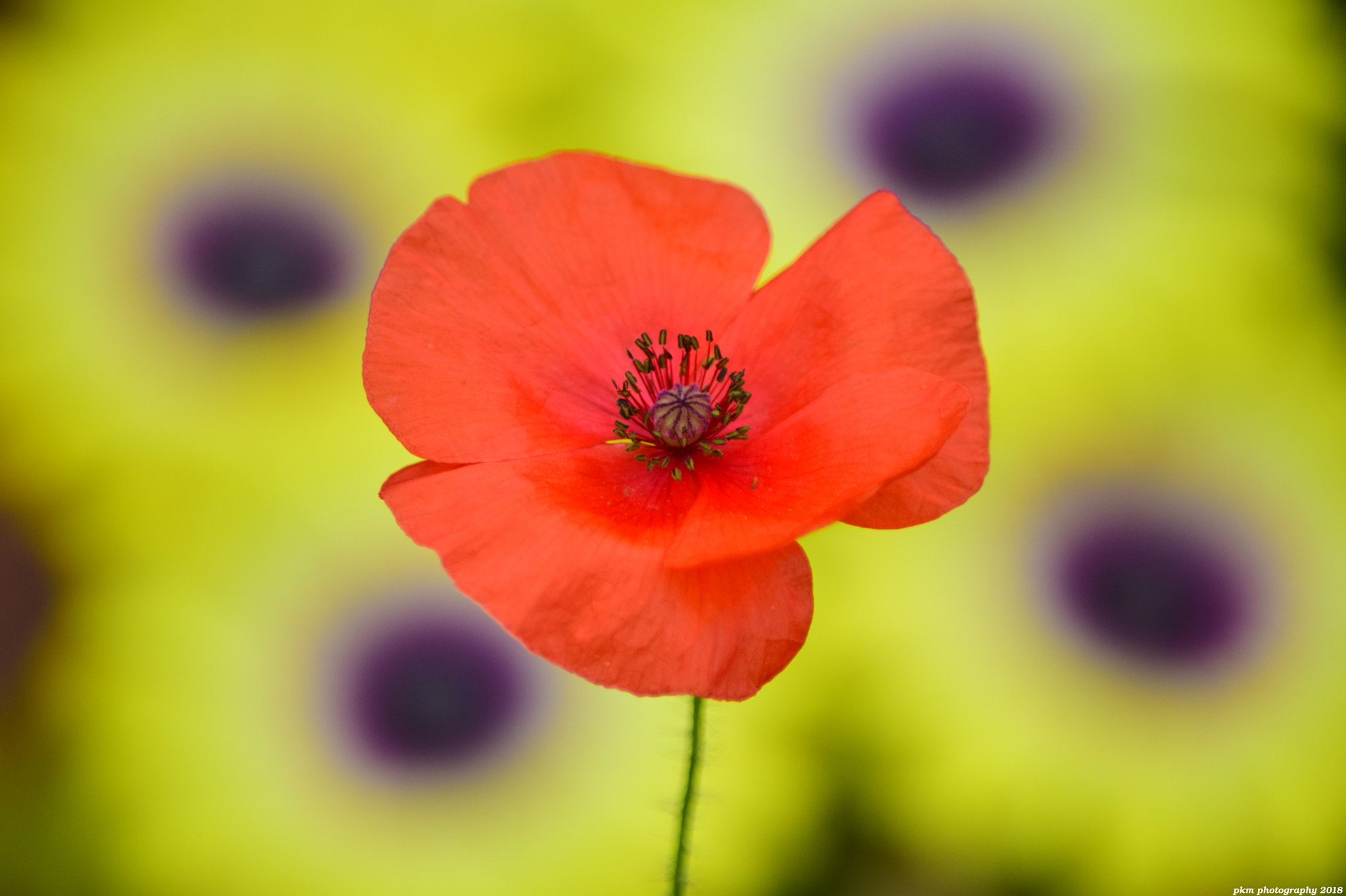Nikon D3300 sample photo. Poppy photography