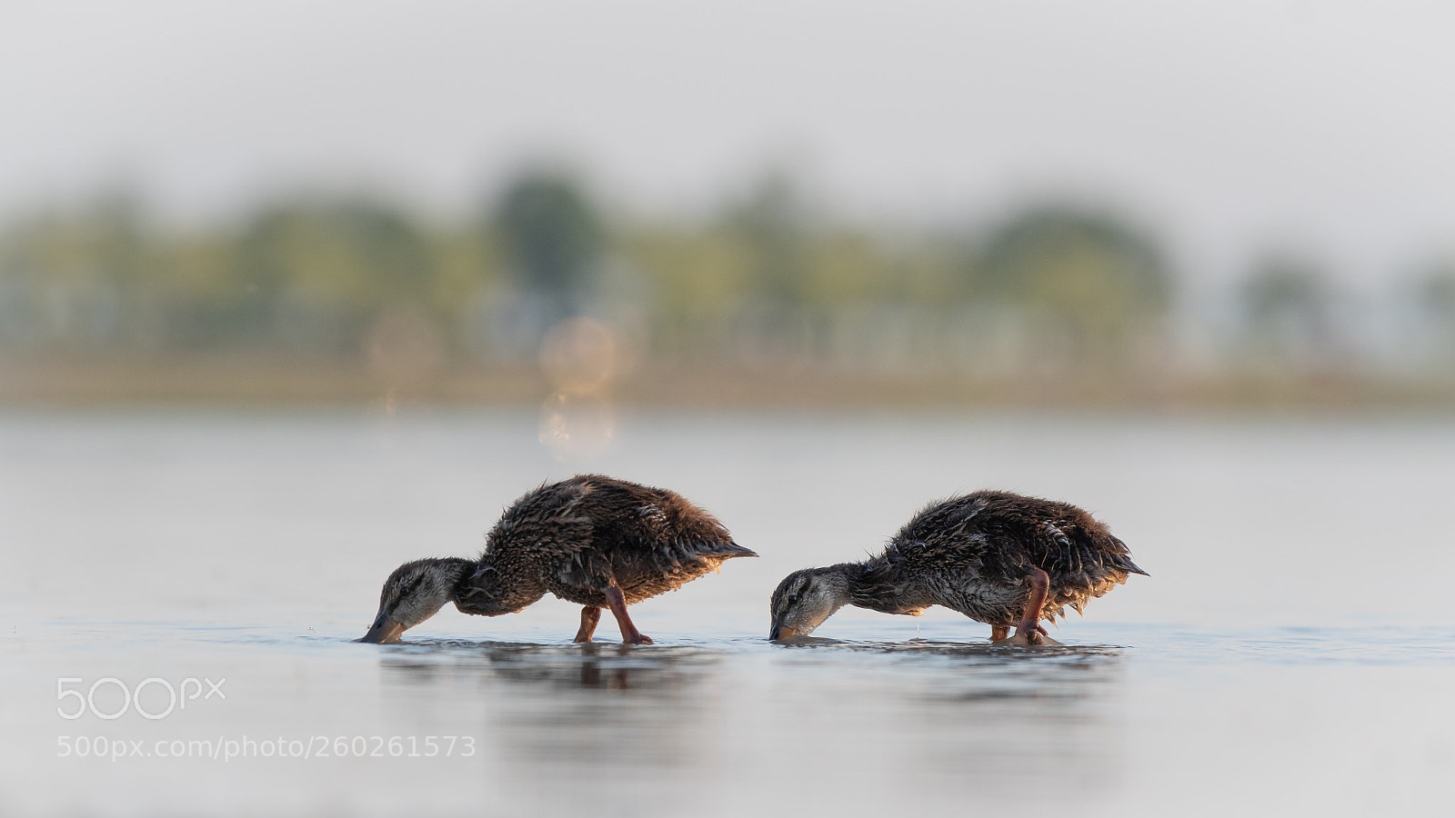 Nikon D500 sample photo. Young ducks at the photography