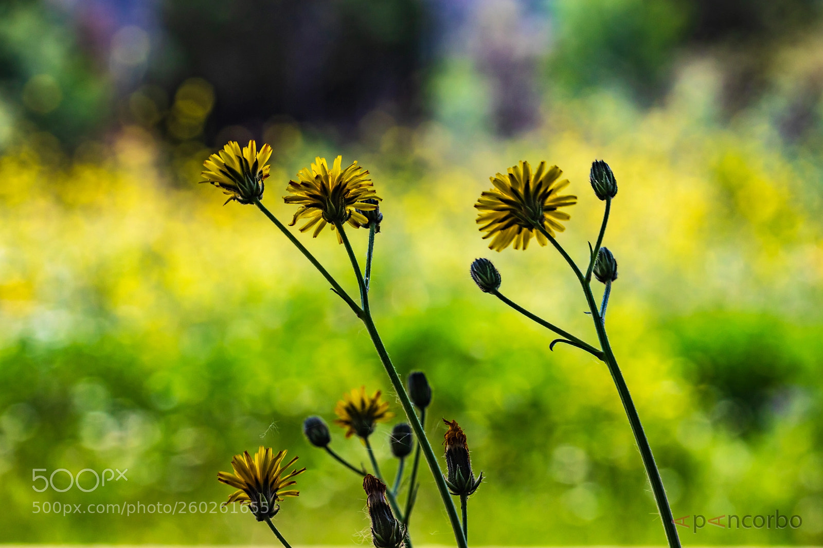Canon EOS 5D Mark IV sample photo. Mg photography