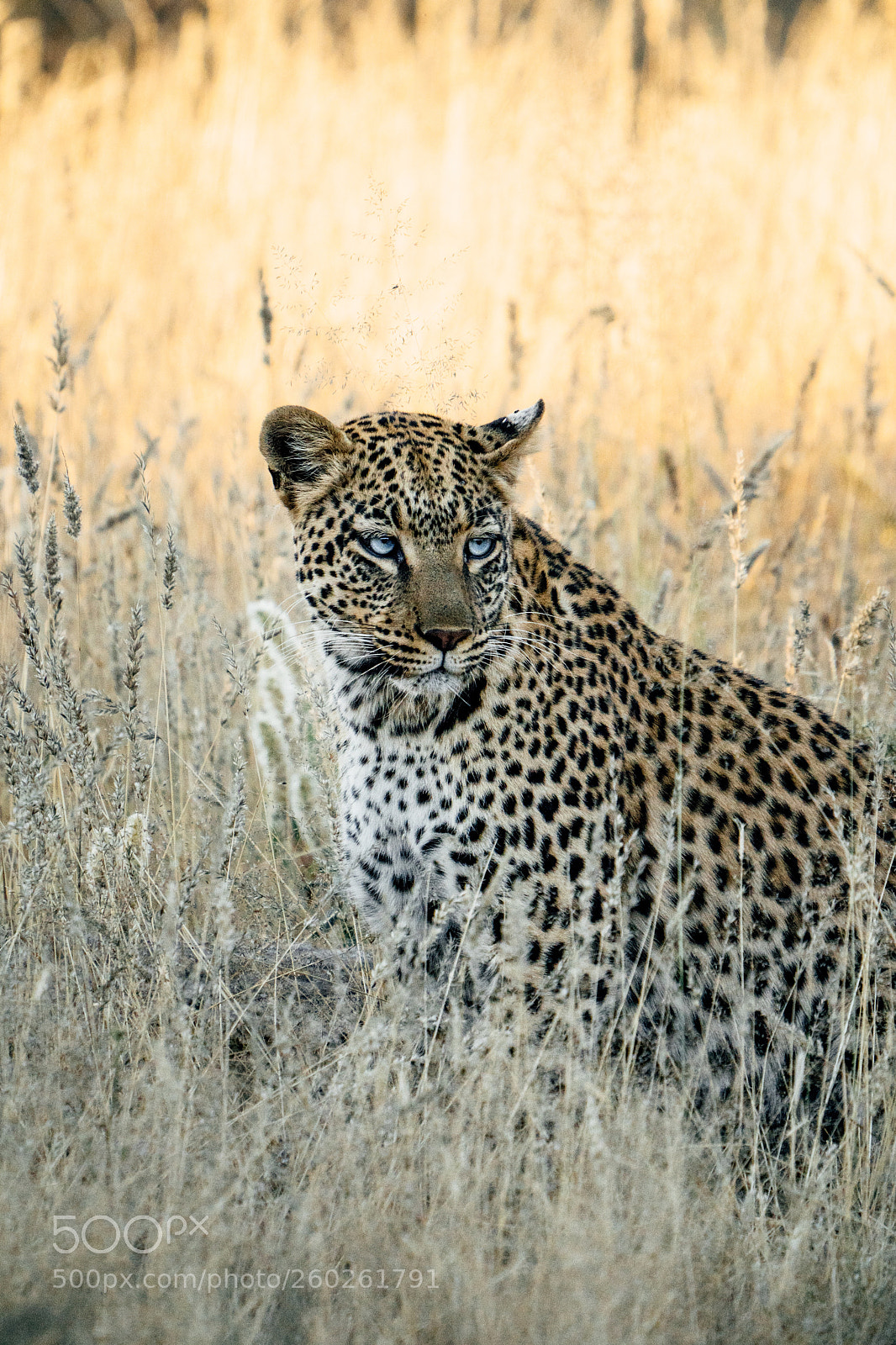 Sony a7 III sample photo. Male leopard https www.instagram.com photography