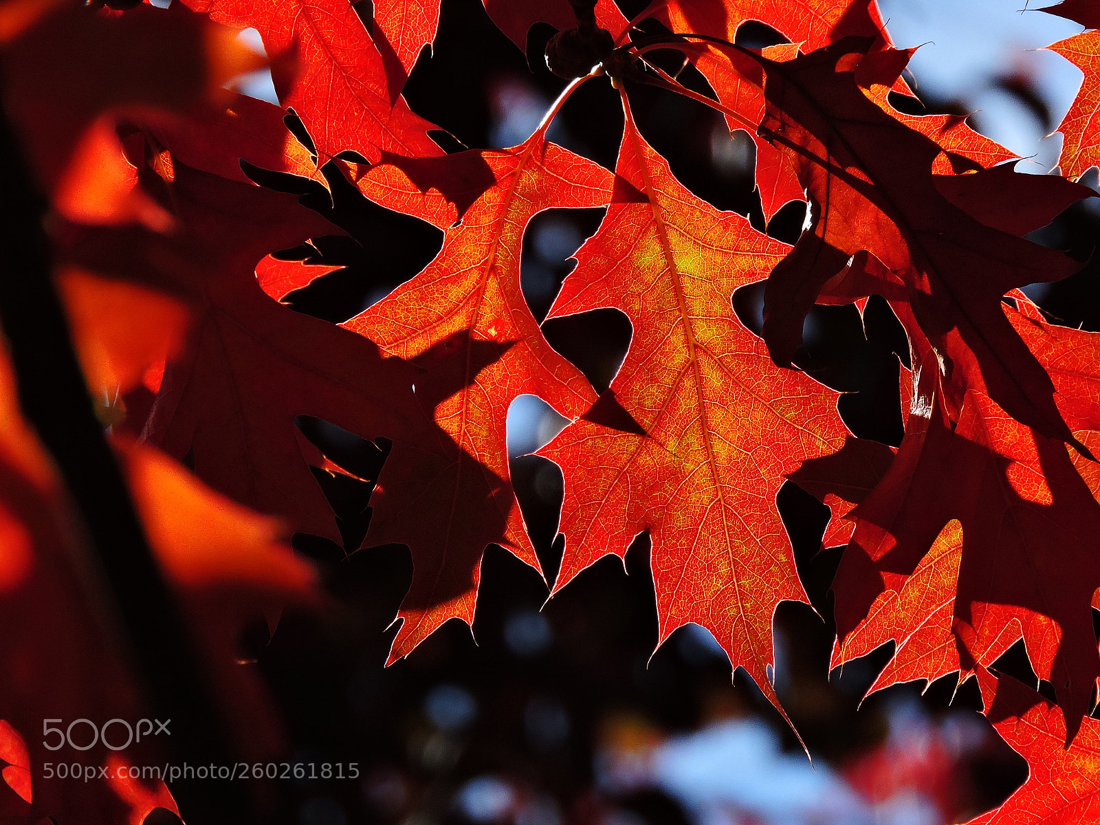 Nikon Coolpix P600 sample photo. Radiant red photography