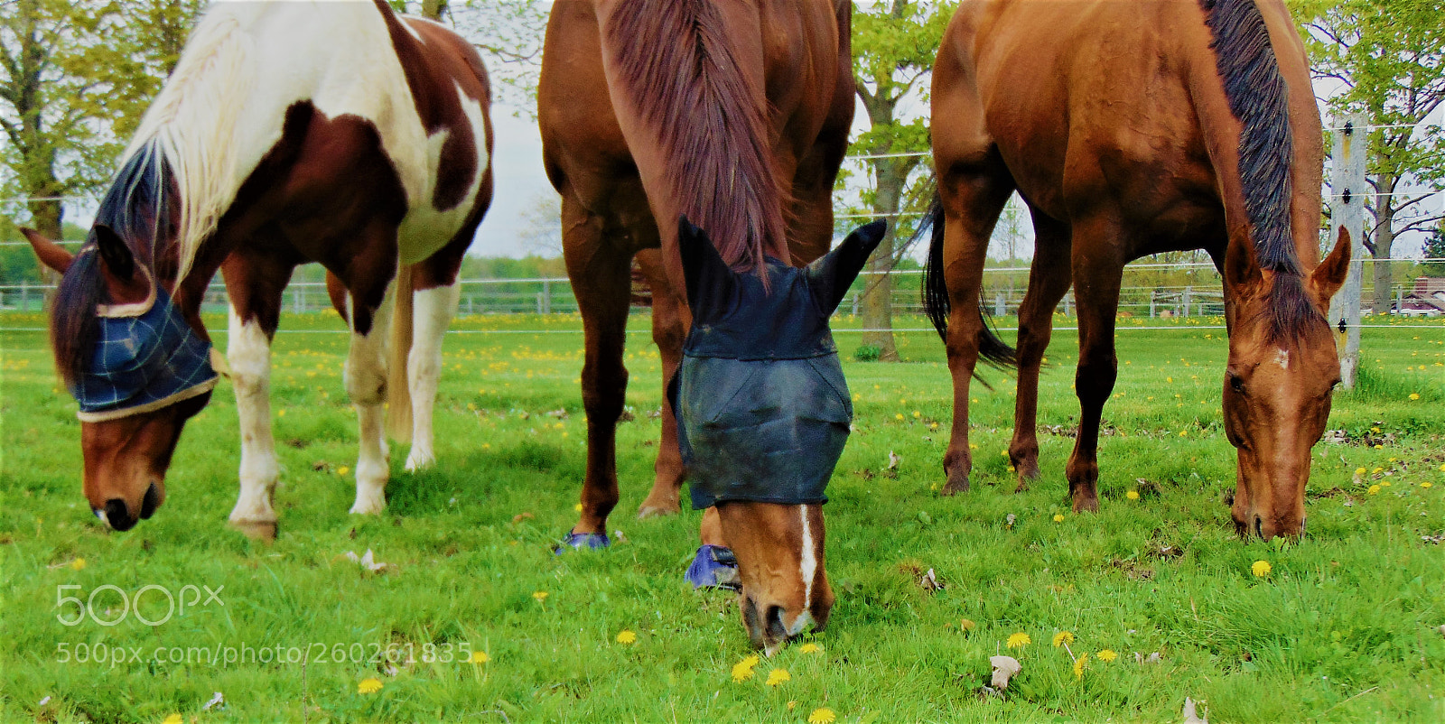 Sony Cyber-shot DSC-H300 sample photo. Grazing buddies photography