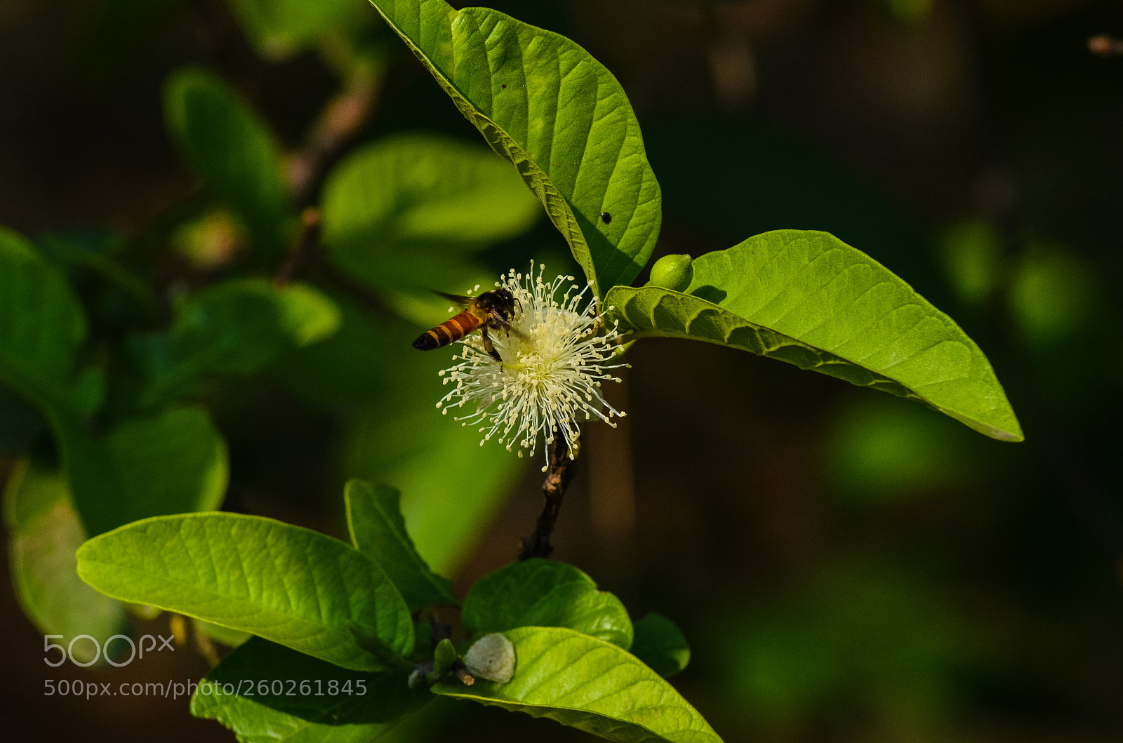 Nikon D5100 sample photo. The guava flower. photography