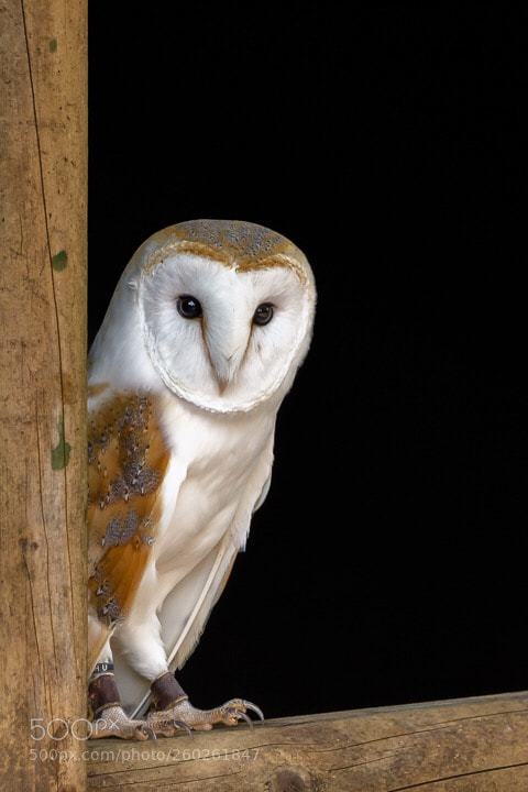 Nikon D7100 sample photo. Oscar male barn owl photography