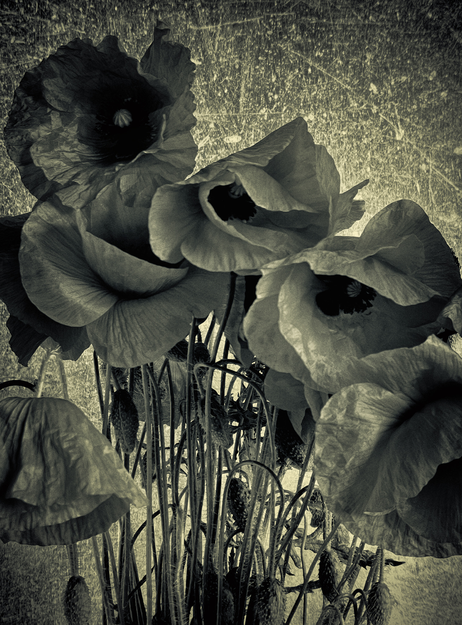 HUAWEI P10 Plus sample photo. Poppies photography