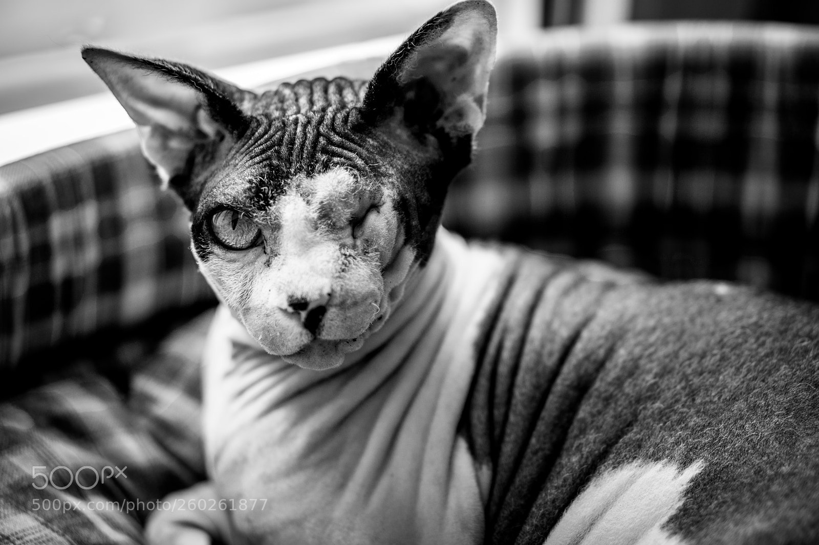 Sony a6000 sample photo. Sphinx ii photography