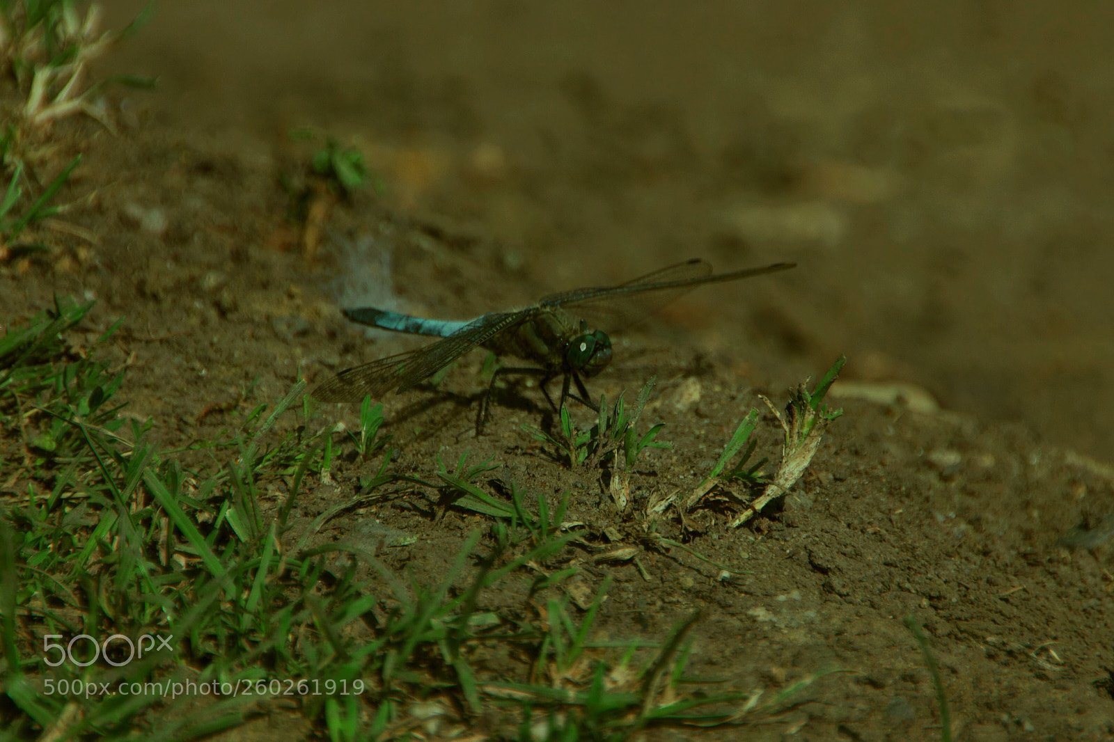Canon EOS 550D (EOS Rebel T2i / EOS Kiss X4) sample photo. Dragon-fly photography