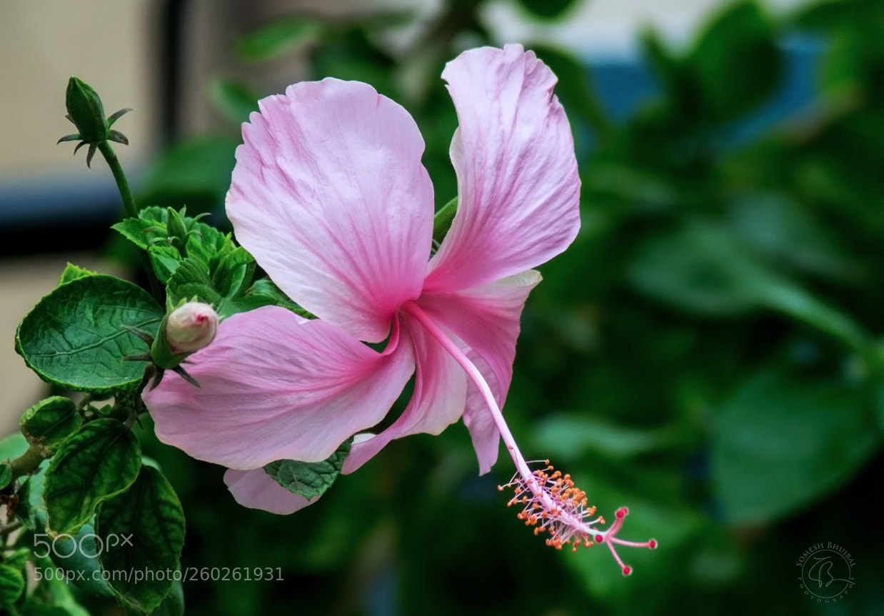 Nikon D3100 sample photo. Flower photography