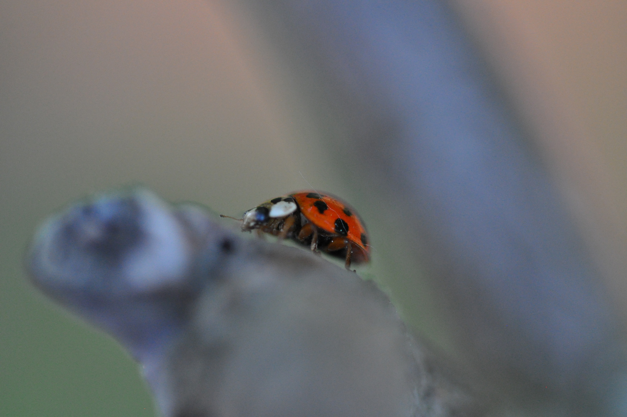 Sigma 105mm F2.8 EX DG OS HSM sample photo. Marienkäfer photography