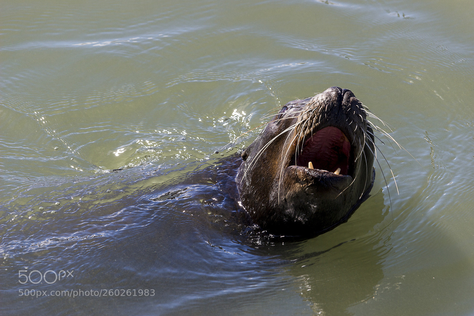 Canon EOS 100D (EOS Rebel SL1 / EOS Kiss X7) sample photo. Sea lion photography