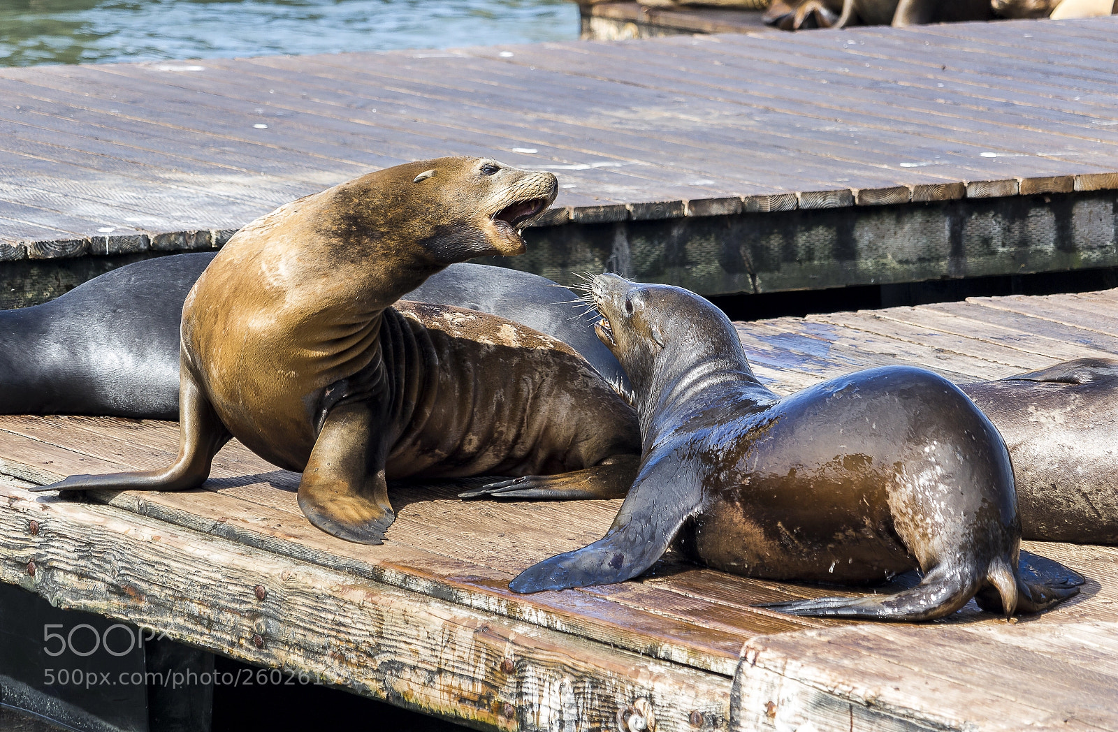 Canon EOS 100D (EOS Rebel SL1 / EOS Kiss X7) sample photo. Sea lions photography