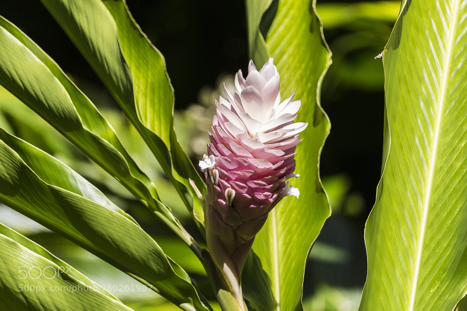 Canon EOS 100D (EOS Rebel SL1 / EOS Kiss X7) sample photo. Hawaiian flower photography