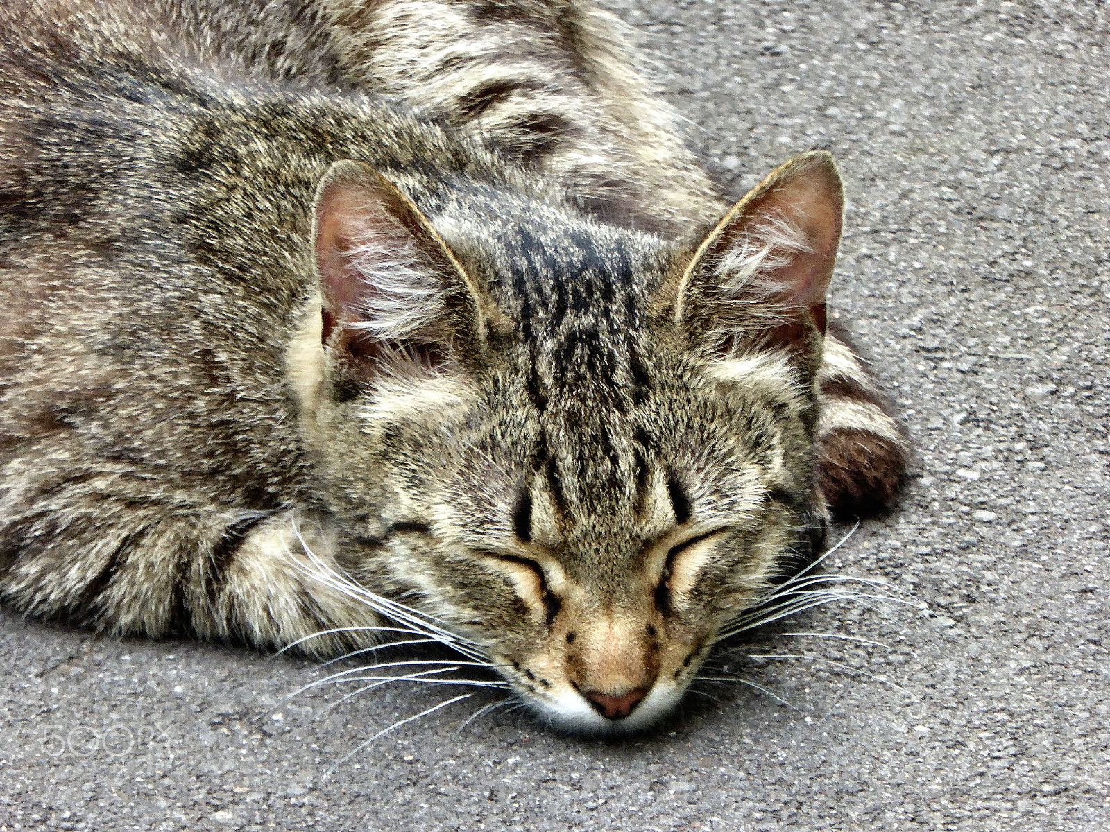 Panasonic Lumix DMC-ZS40 (Lumix DMC-TZ60) sample photo. Sleeping gray cat photography