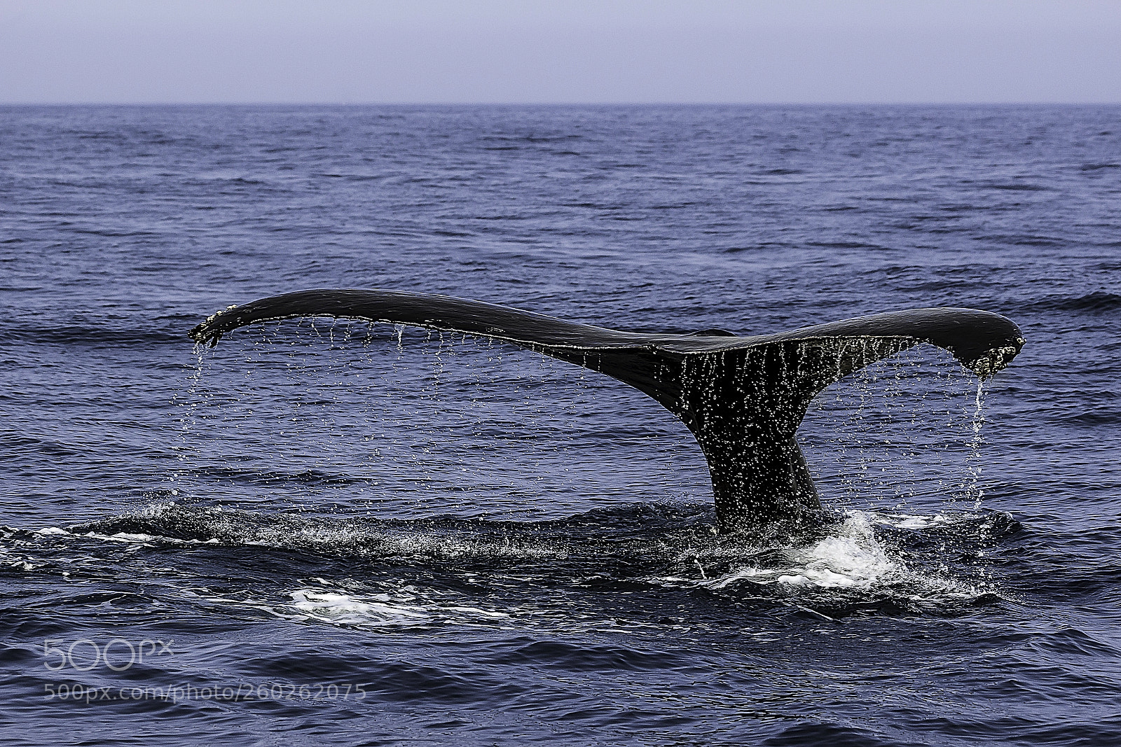 Canon EOS 100D (EOS Rebel SL1 / EOS Kiss X7) sample photo. Whale photography