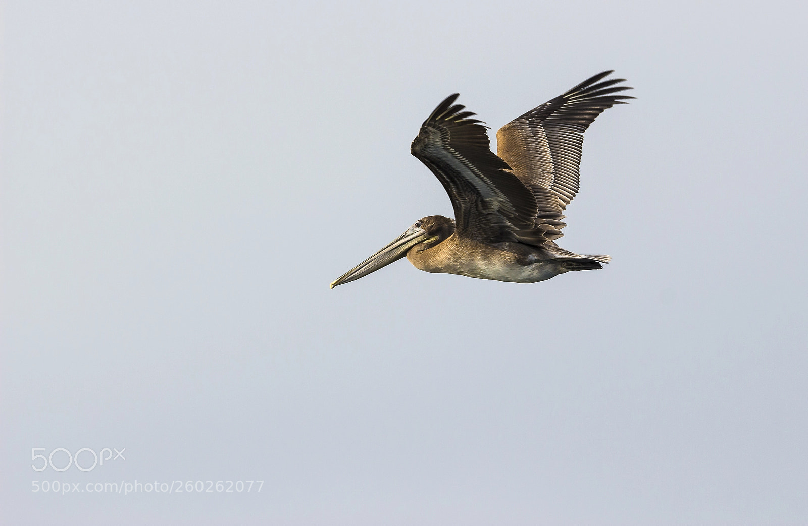Canon EOS 100D (EOS Rebel SL1 / EOS Kiss X7) sample photo. Pelican photography
