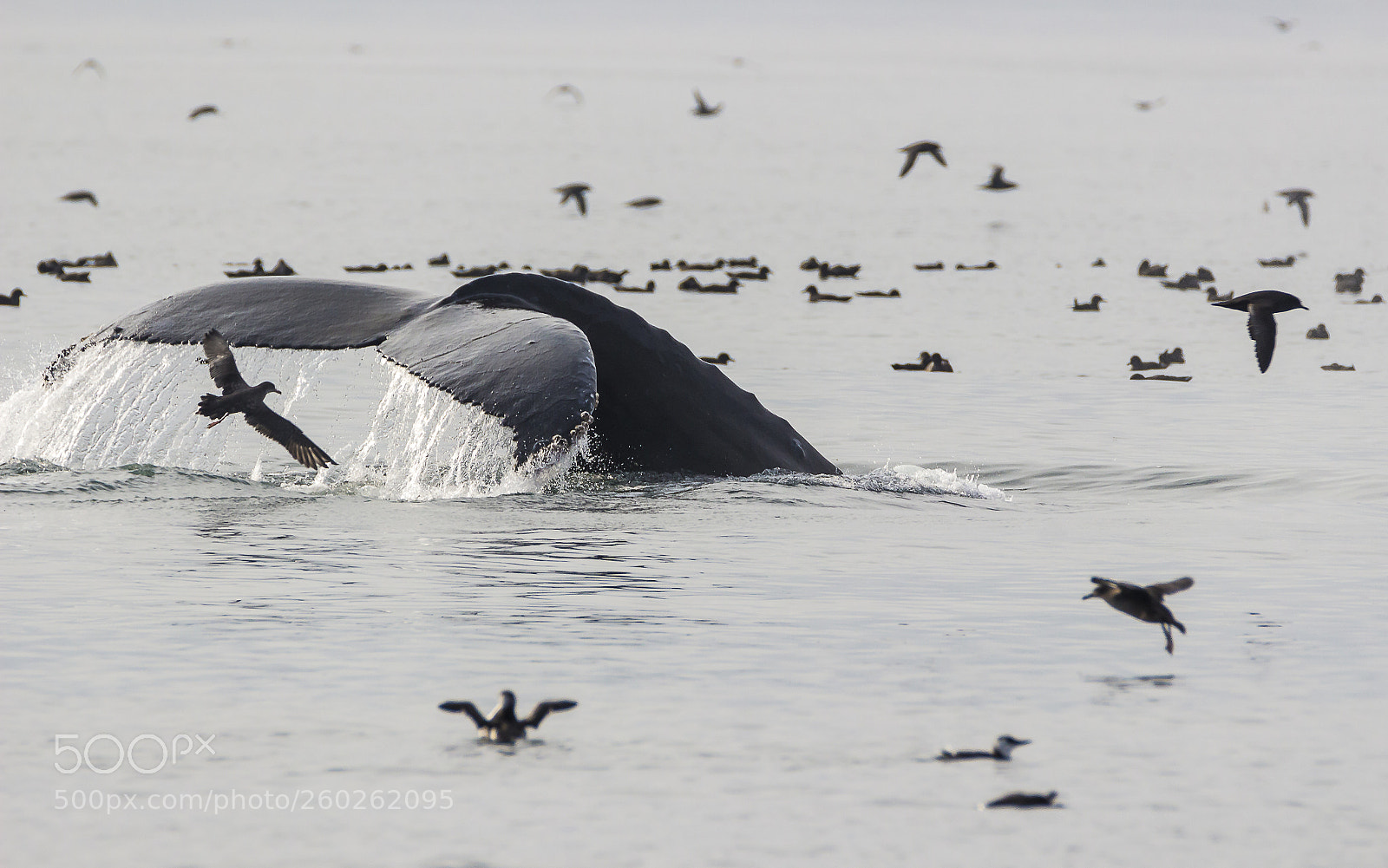 Canon EOS 100D (EOS Rebel SL1 / EOS Kiss X7) sample photo. Birds and a whale photography