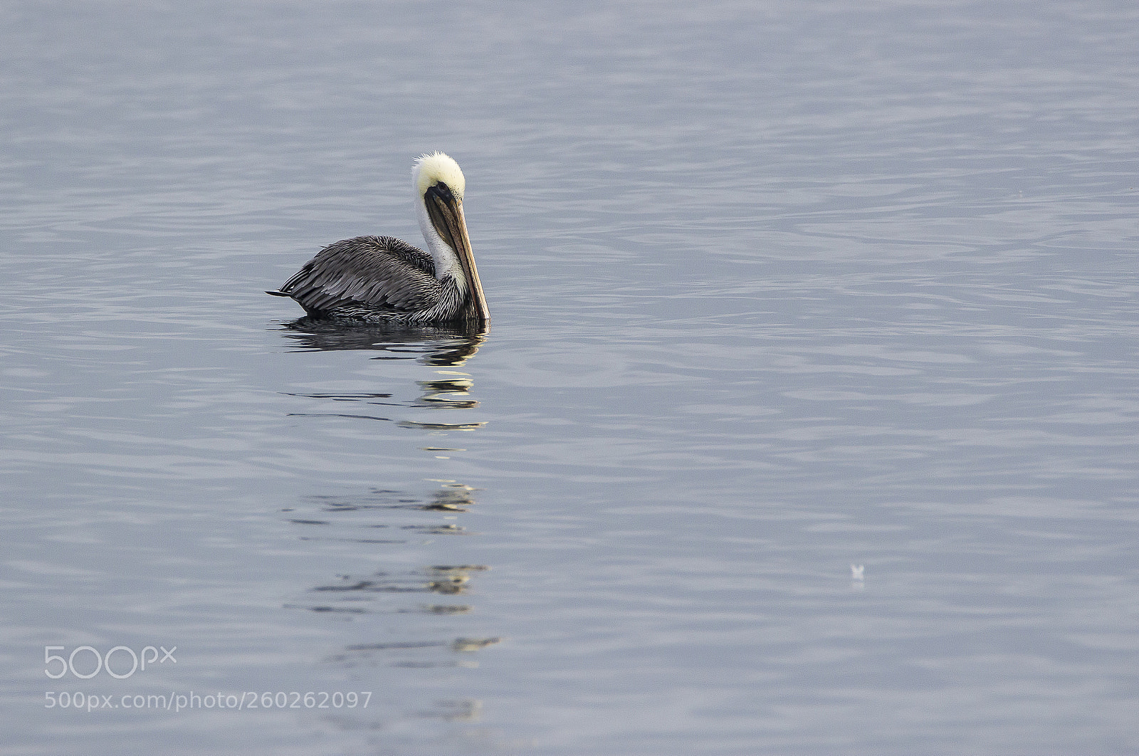 Canon EOS 100D (EOS Rebel SL1 / EOS Kiss X7) sample photo. Pelican photography