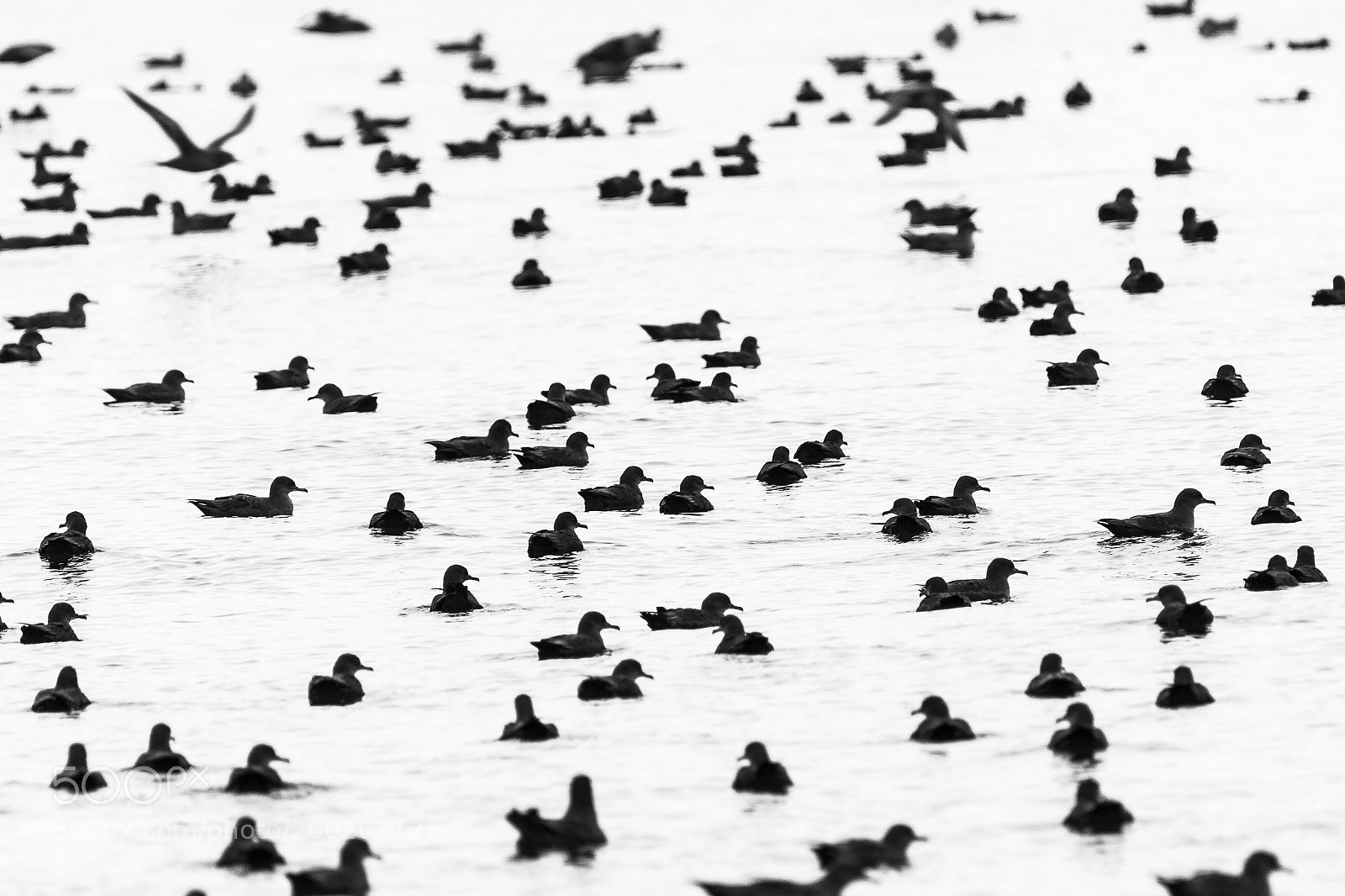 Canon EOS 100D (EOS Rebel SL1 / EOS Kiss X7) sample photo. Uccelliwhalewatching photography