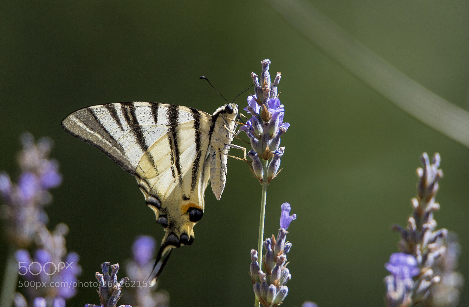 Canon EOS 100D (EOS Rebel SL1 / EOS Kiss X7) sample photo. Machaon photography