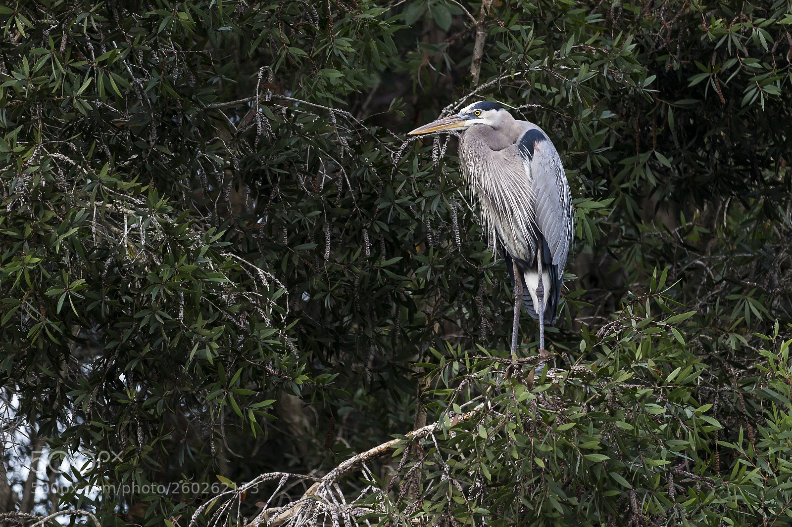 Canon EOS 100D (EOS Rebel SL1 / EOS Kiss X7) sample photo. Grey heron photography