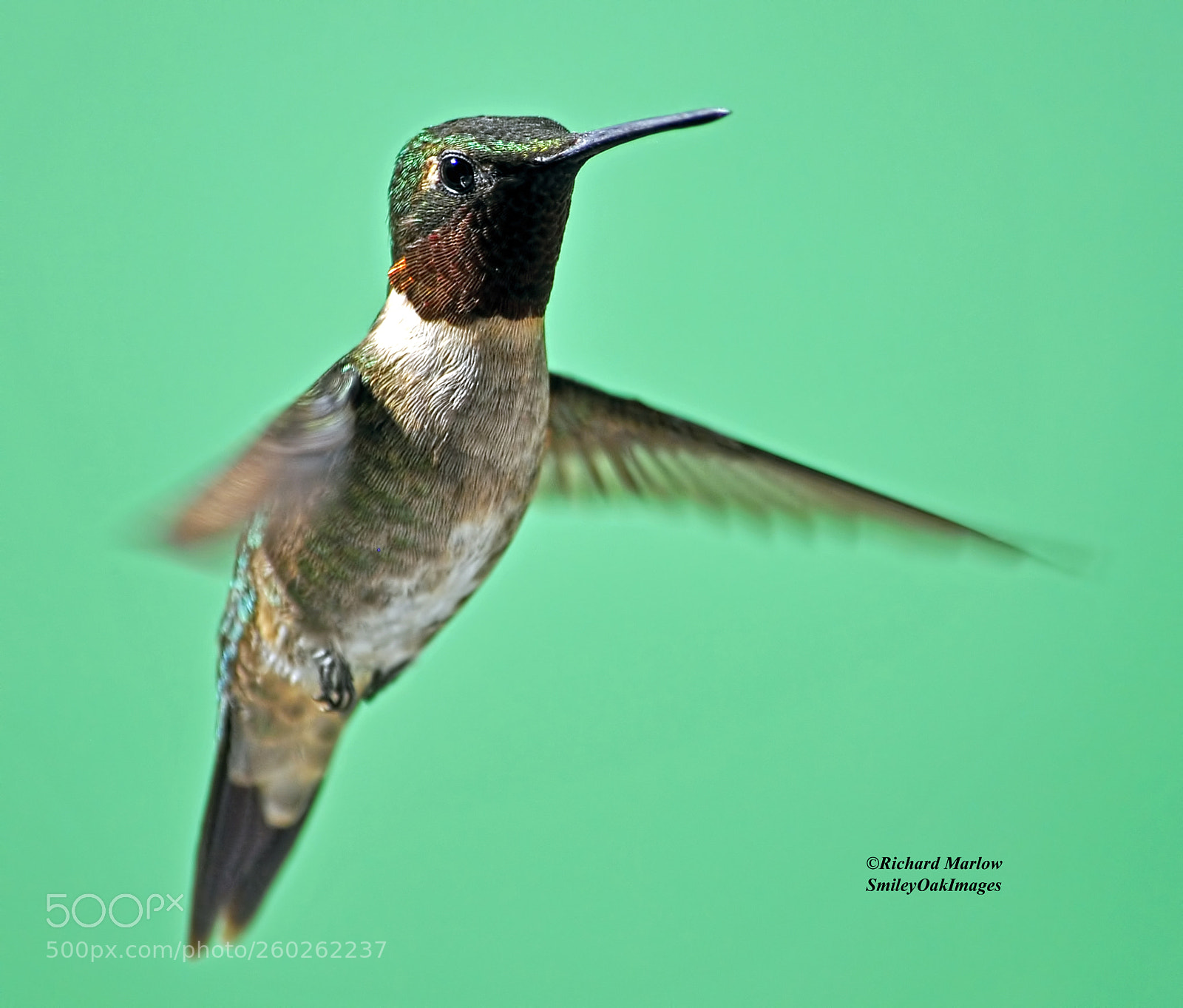 Nikon D5000 sample photo. Hummingbird photography