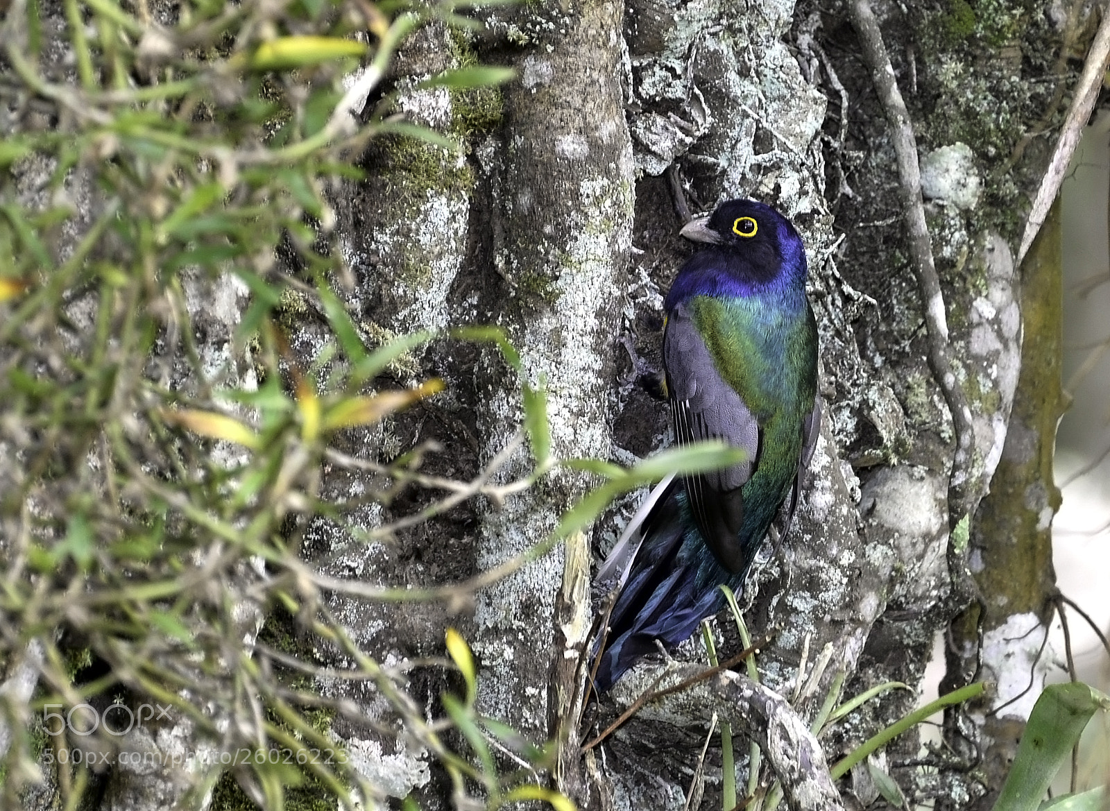 Nikon D610 sample photo. Surucua trogon photography