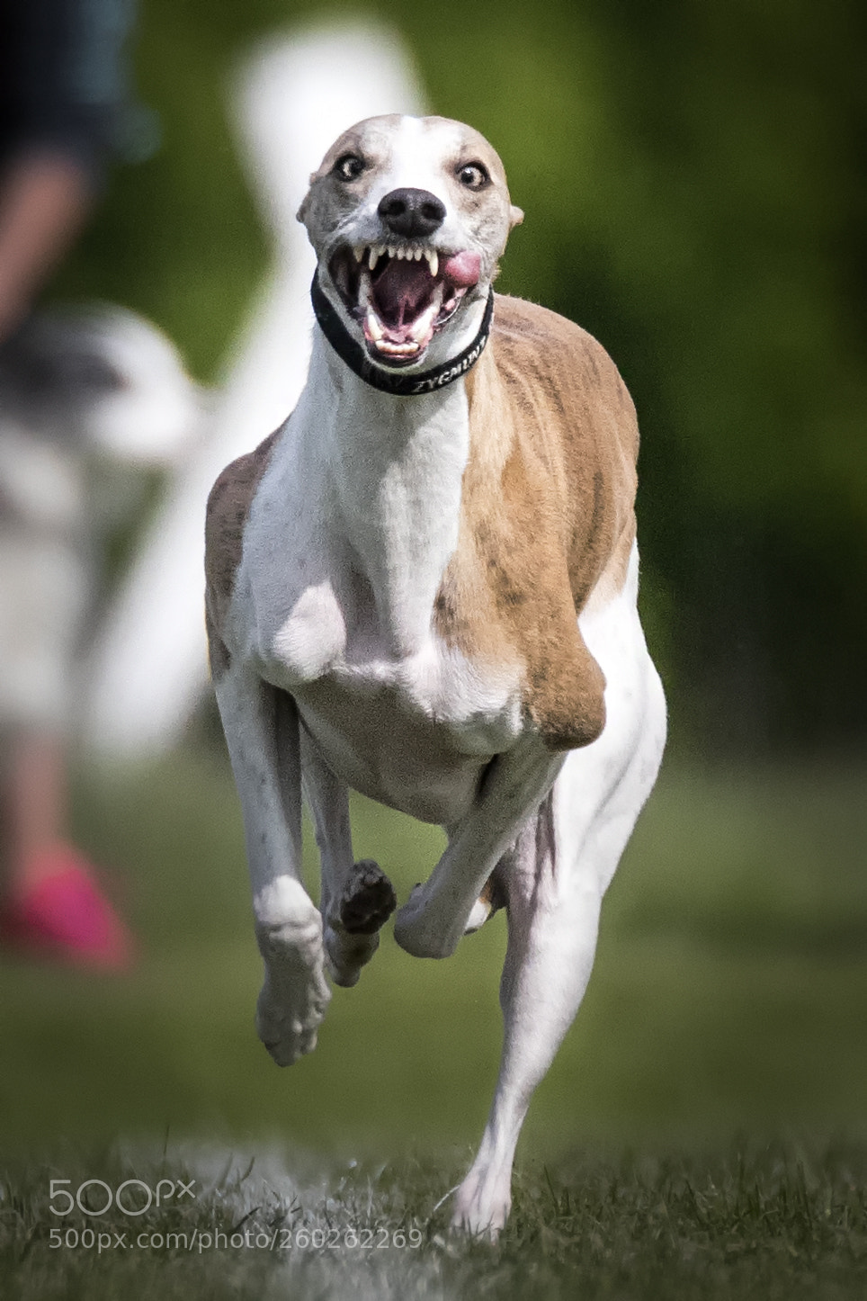 Nikon D500 sample photo. Crazy for speed photography