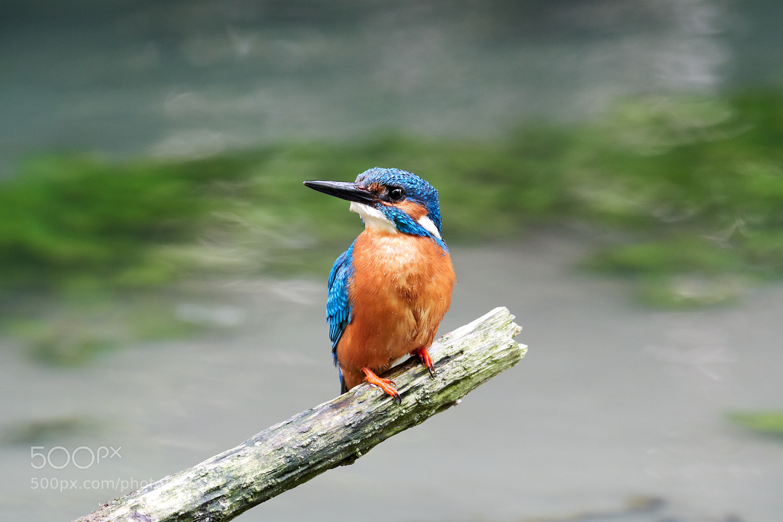 Nikon D500 sample photo. Eisvogel photography