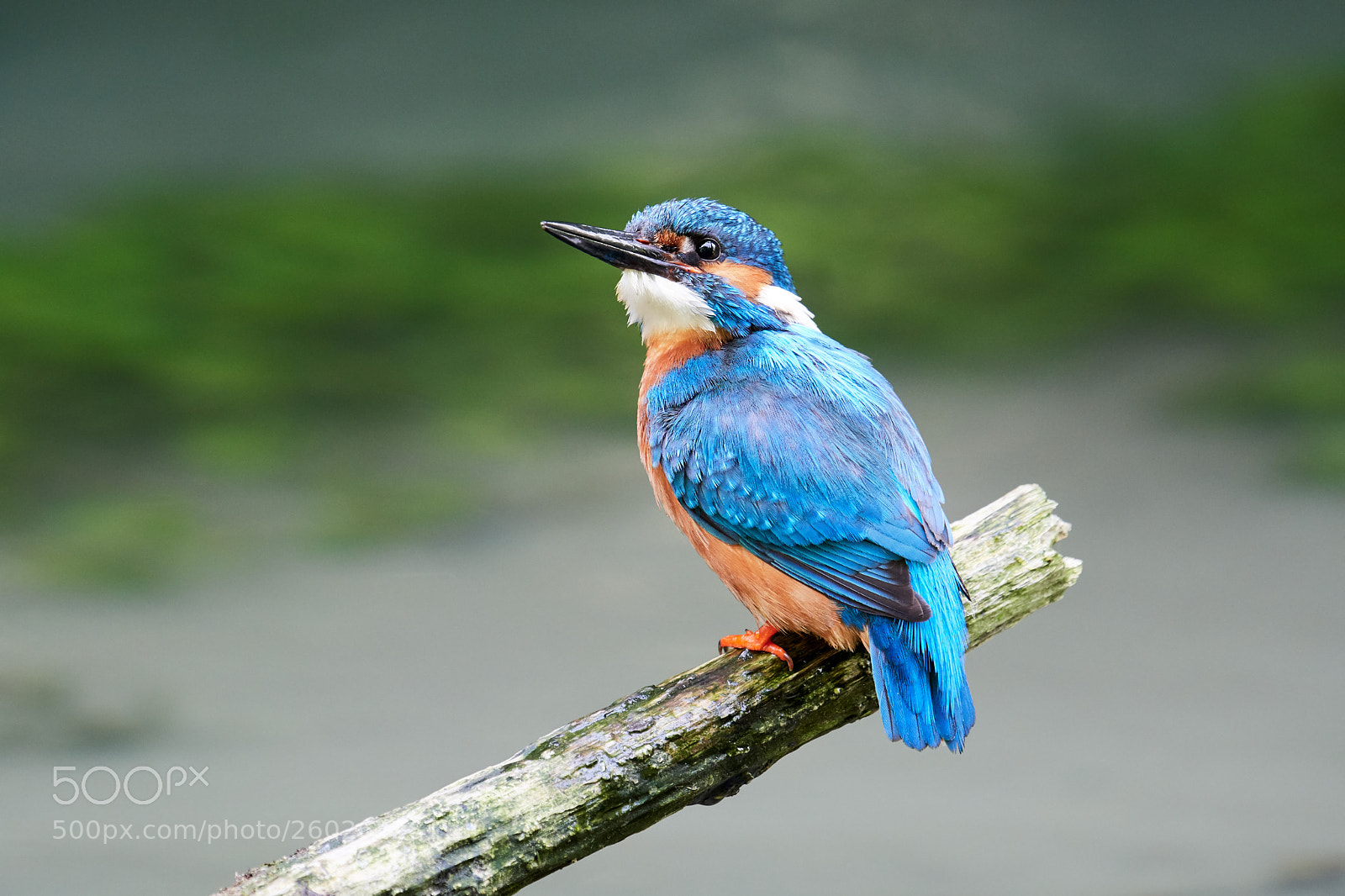 Nikon D500 sample photo. Eisvogel photography