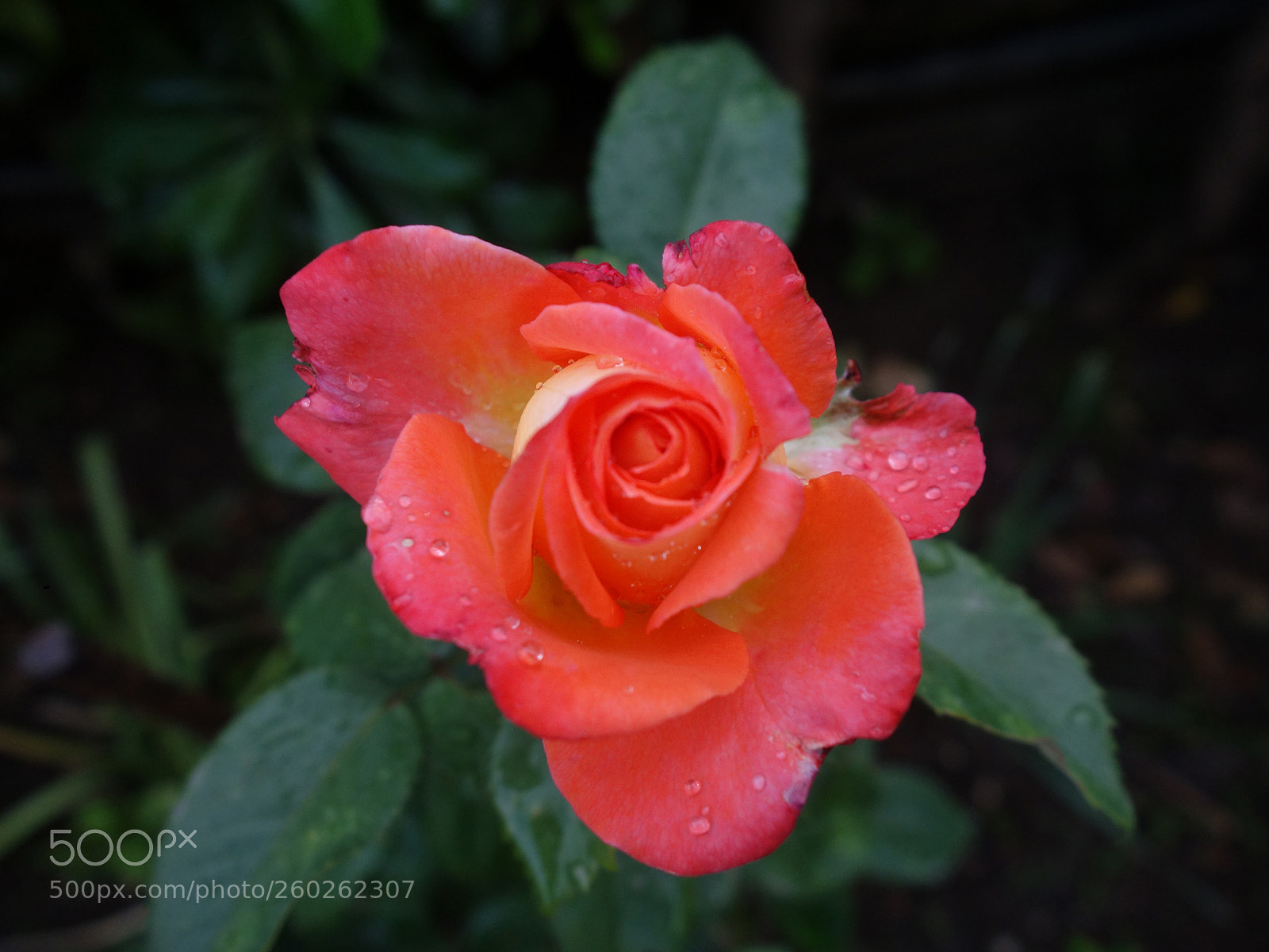 Sony Cyber-shot DSC-RX100 sample photo. Dsc photography